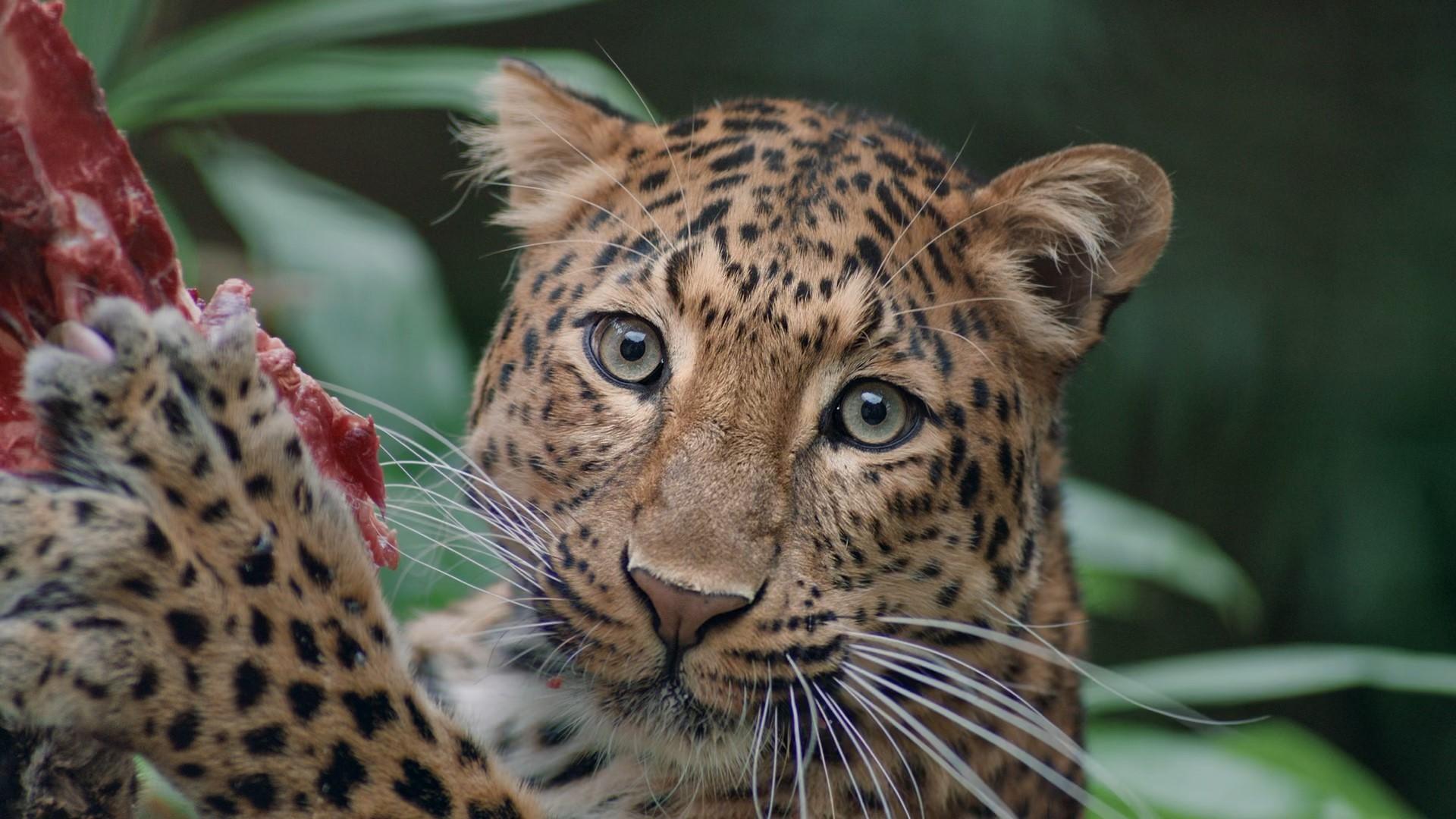 Auf Spenden angewiesen: Leopard im Erlebnis-Zoo, in der Wildnis bedroht