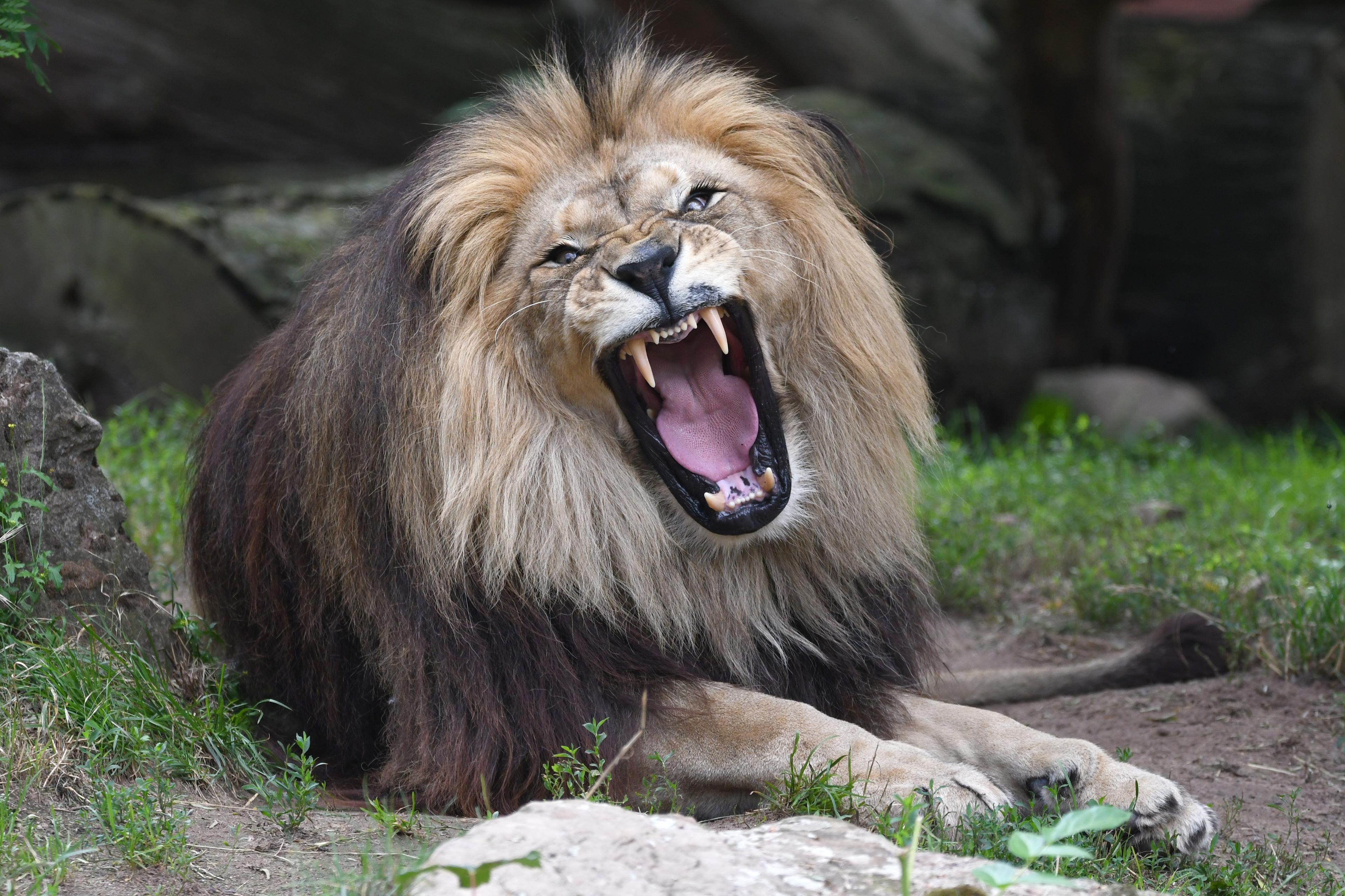 Männlicher Löwe mit imposanter Mähne schaut in die Kamera mit ausgestreckter Zunge