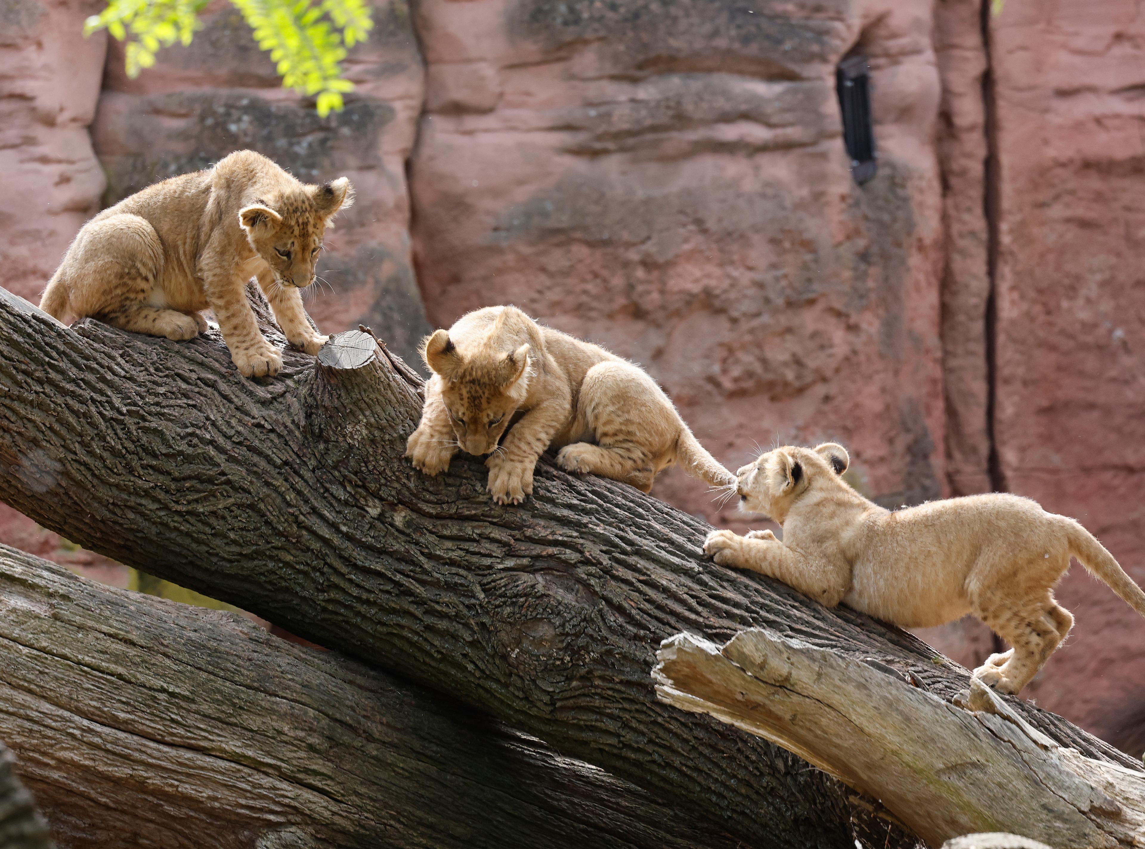 Löwen-Nachwuchs im Zoo Hannover: Drei naseweise Jungtiere erobern Sambesi