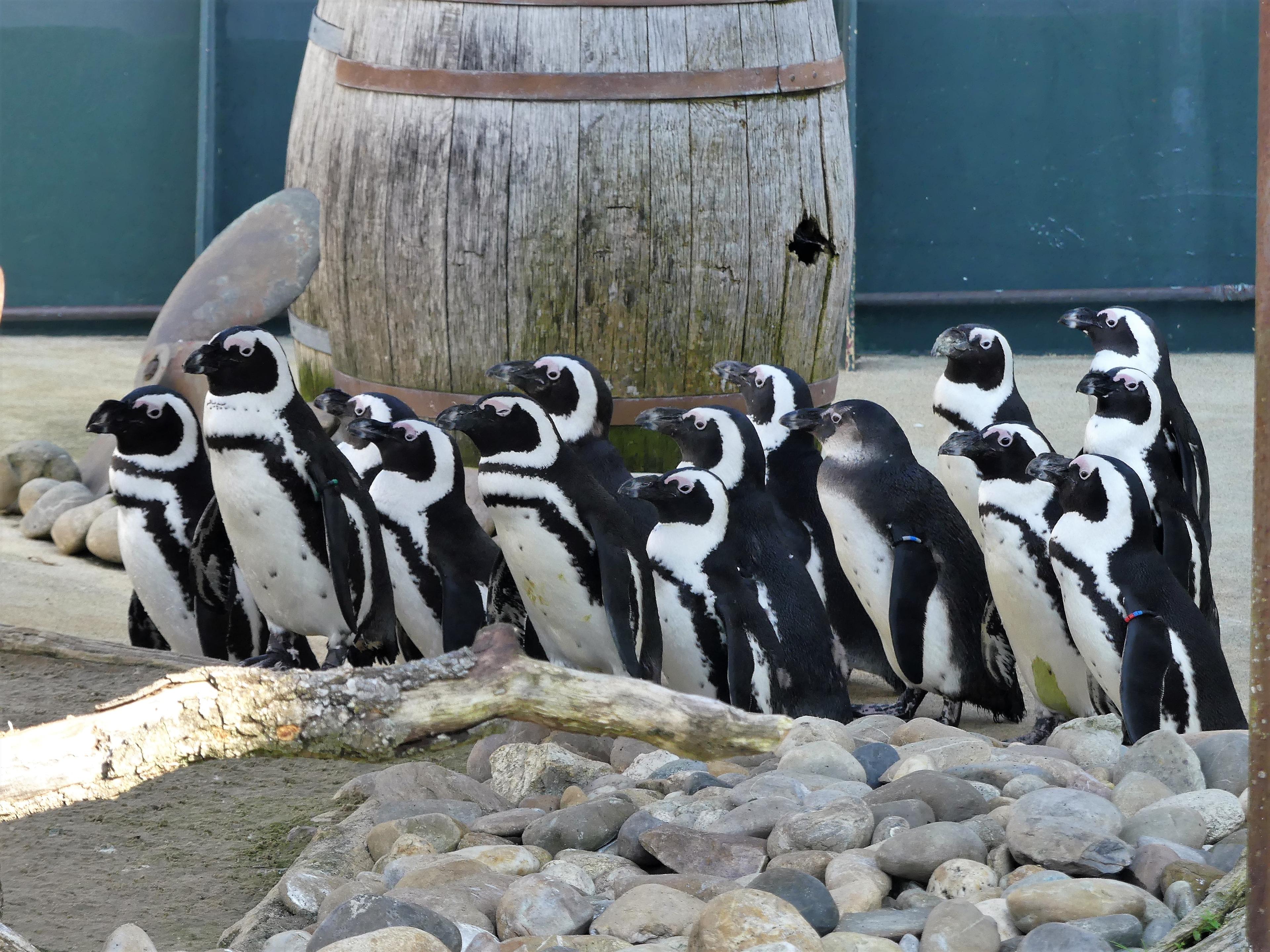 Gruppe Pinguine in Yukon Bay