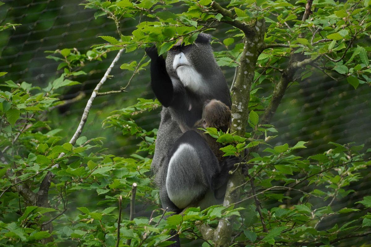 Das Brazza-Meerkatzen-Jungtier wird hoch oben in den Bäumen von seiner Mutter gestillt