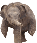 Elefant