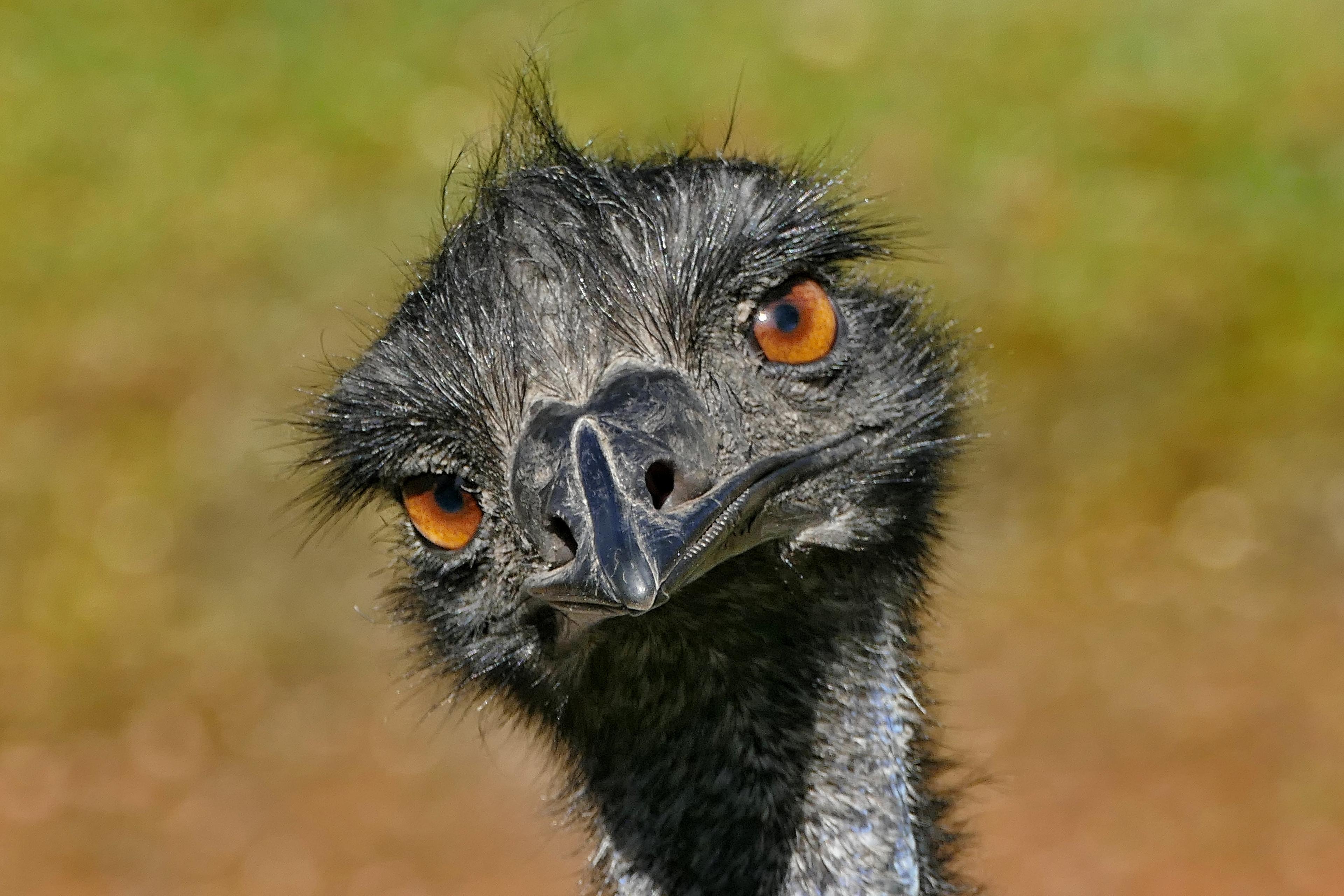 Emu Nahaufnahme guckt frech in die Kamera