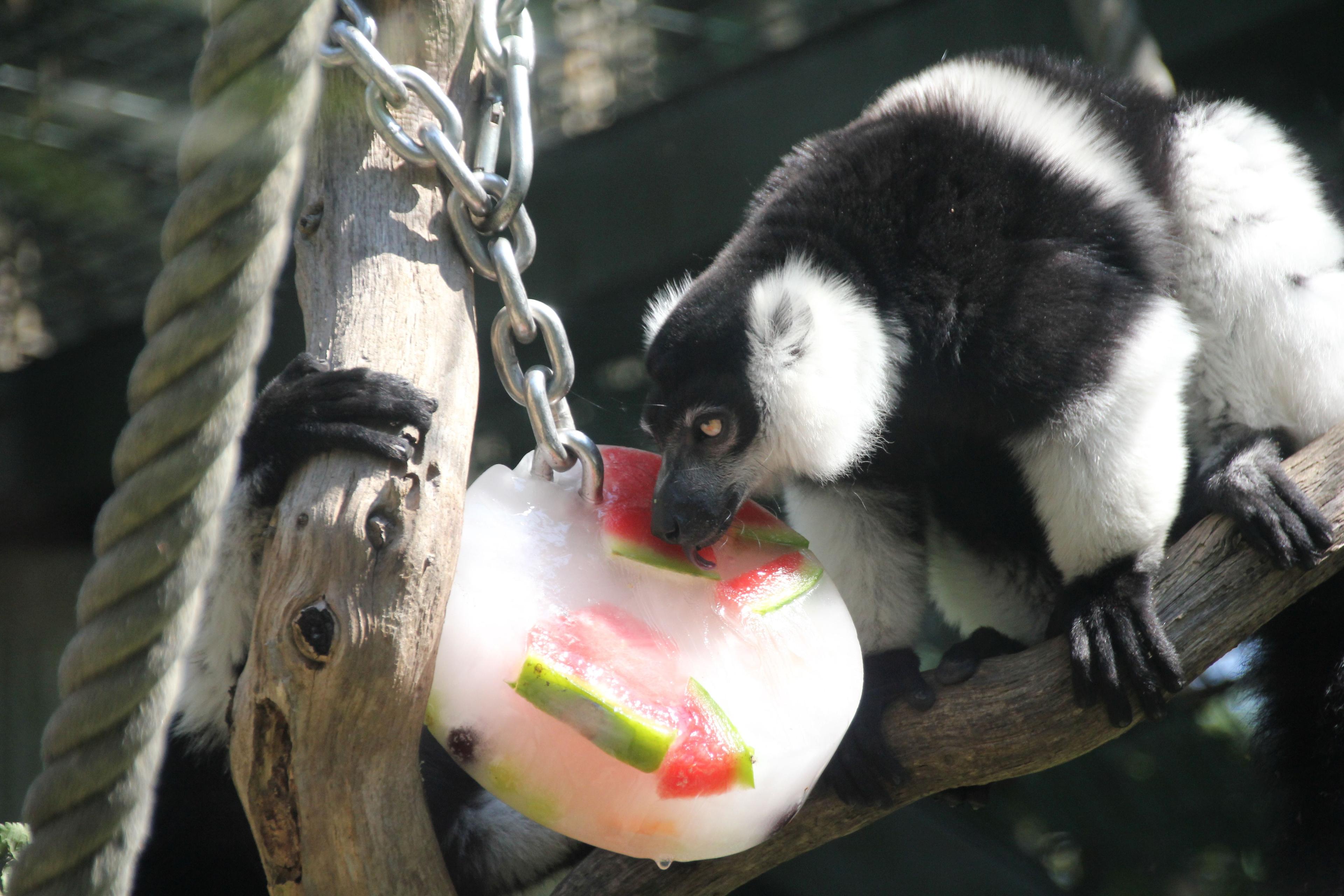 Gürtelvari beim Essen einer Eisbombe im Zoo Hannover