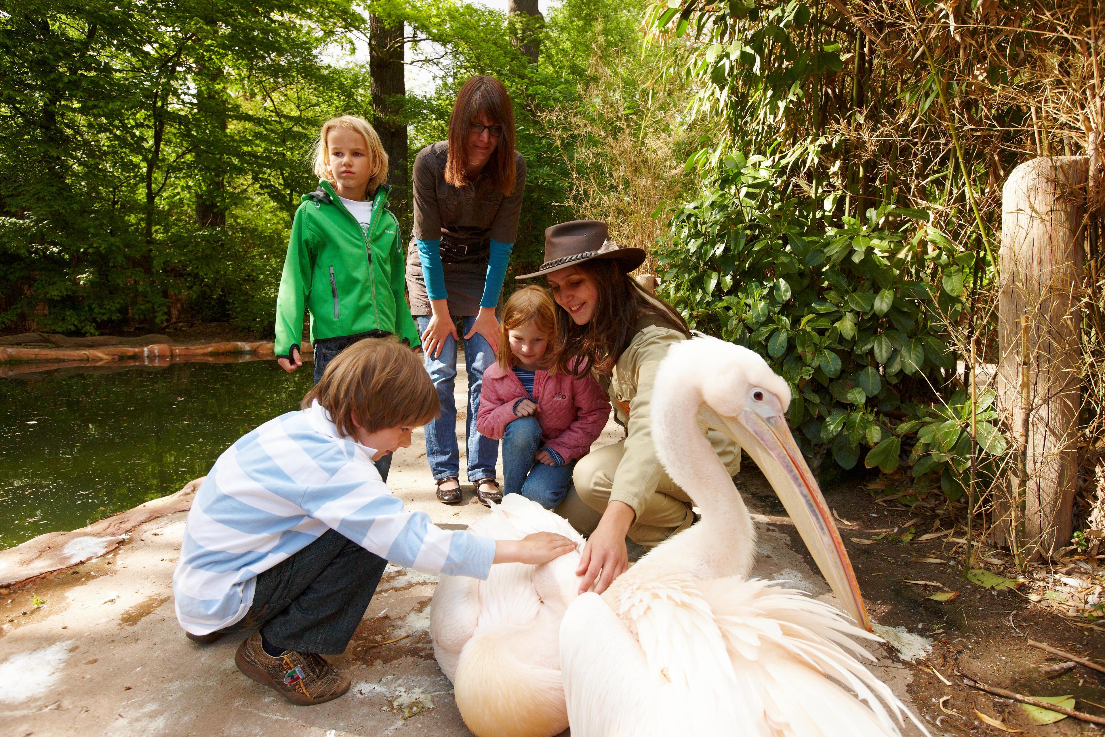 Kinder im Zoo, Pelikane und Scout