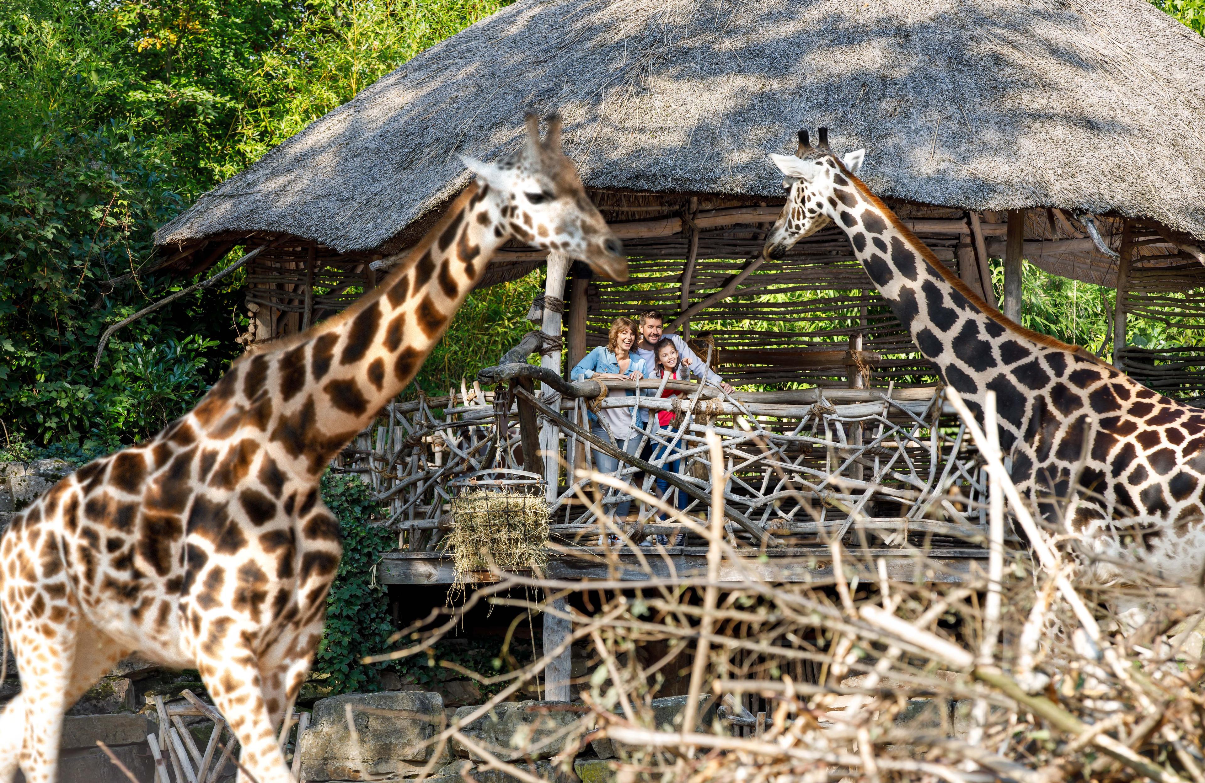 Bsucher begegnen Giraffen auf Augenhöhe in der Giraffenlodge