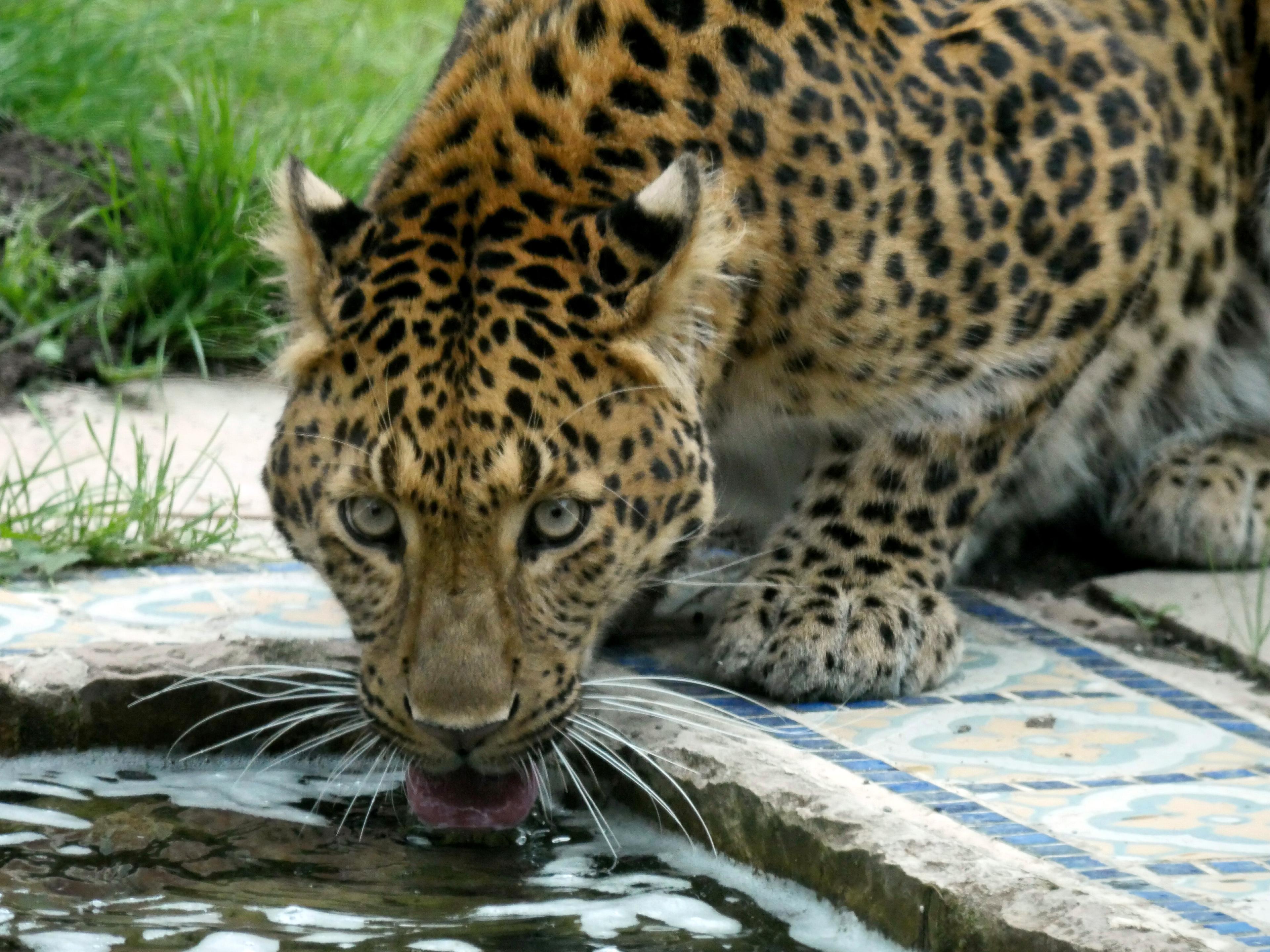 Chinesischer Leopard an einer Wasserstelle zum trinken