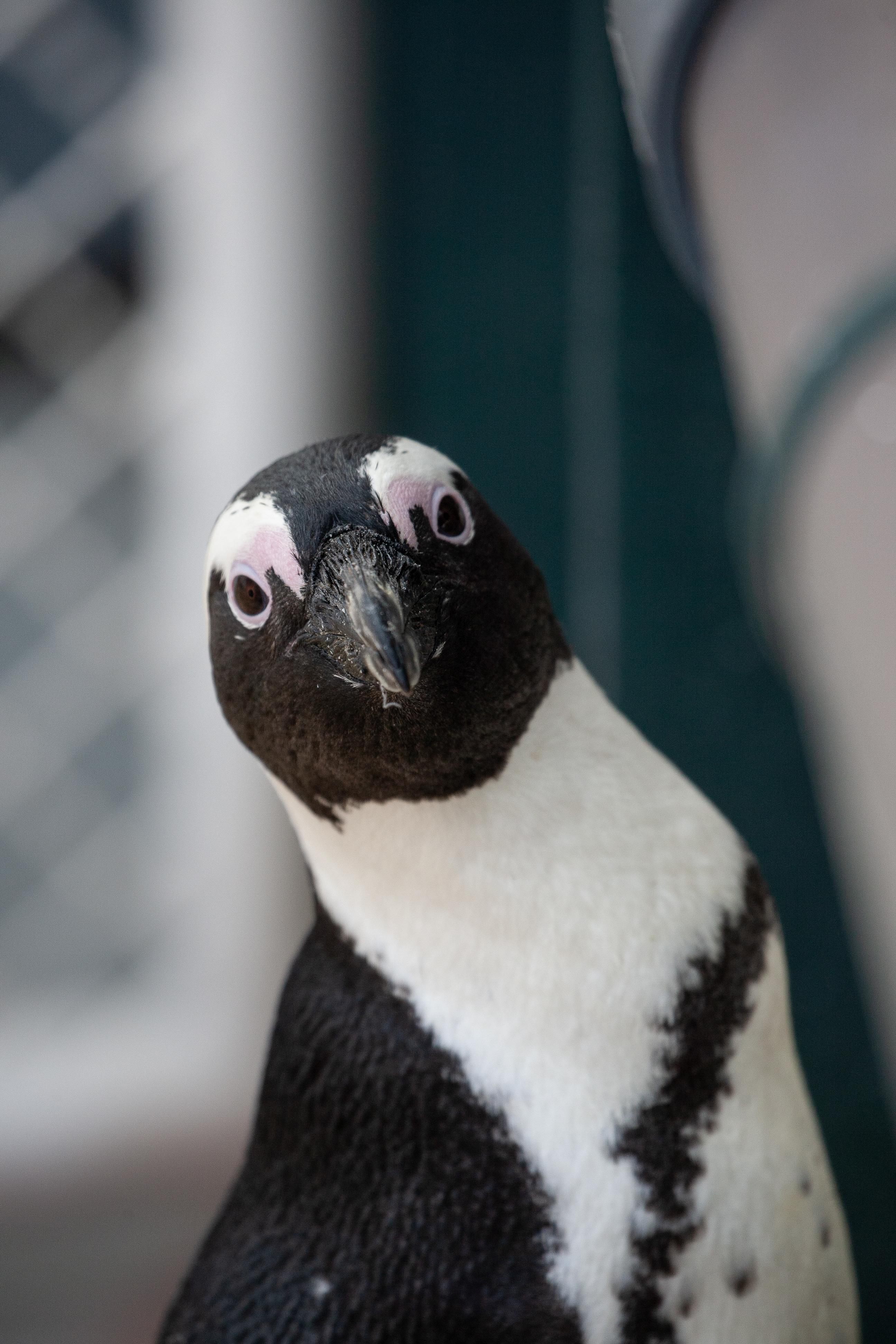 Pinguin in Yukon Bay blickt in die Kamera
