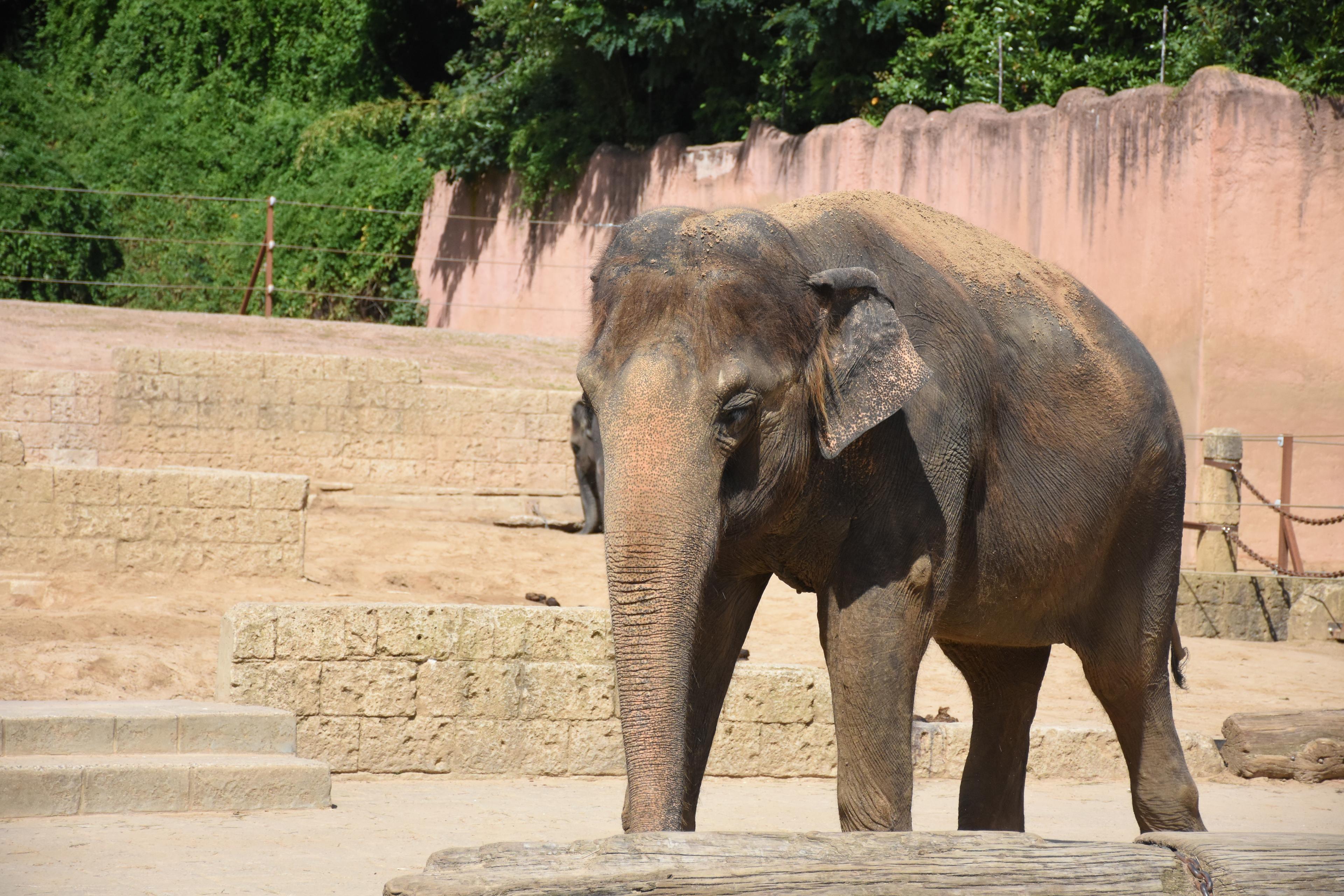 Betagte Elefantendame Indra