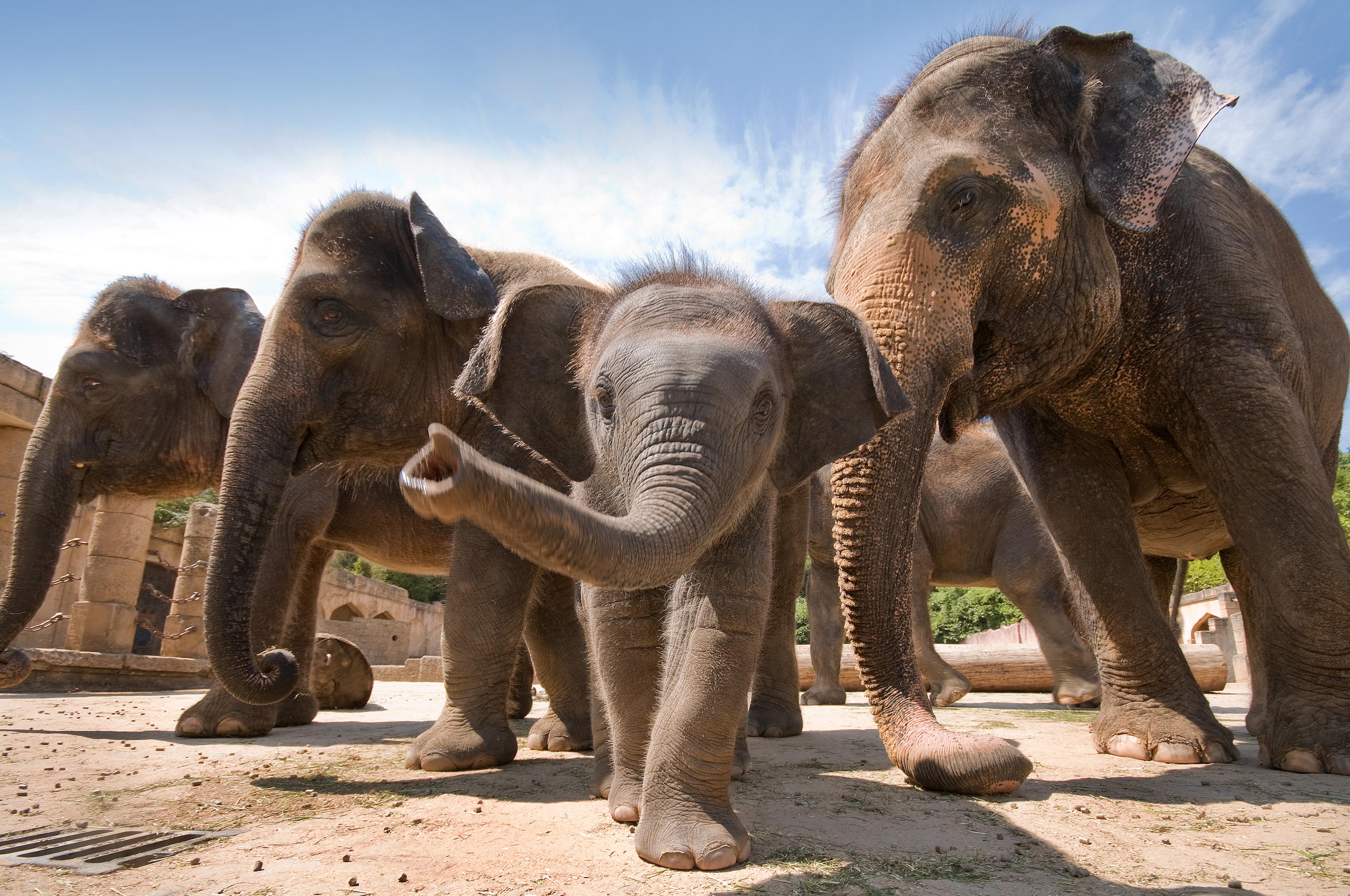 Elefanten ganz nah: Jungtier streckt neugierig den Rüssel aus