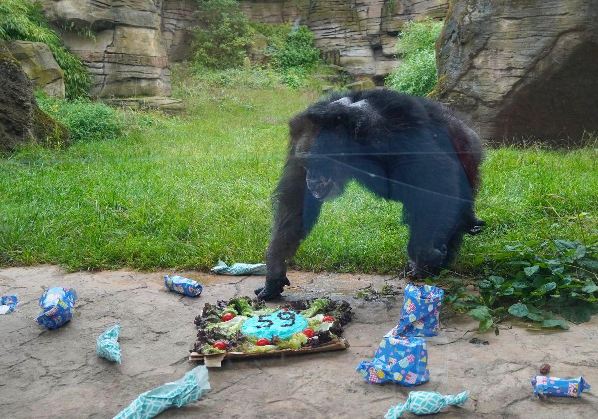 Schimpanse Max feiert Geburtstag im Zoo