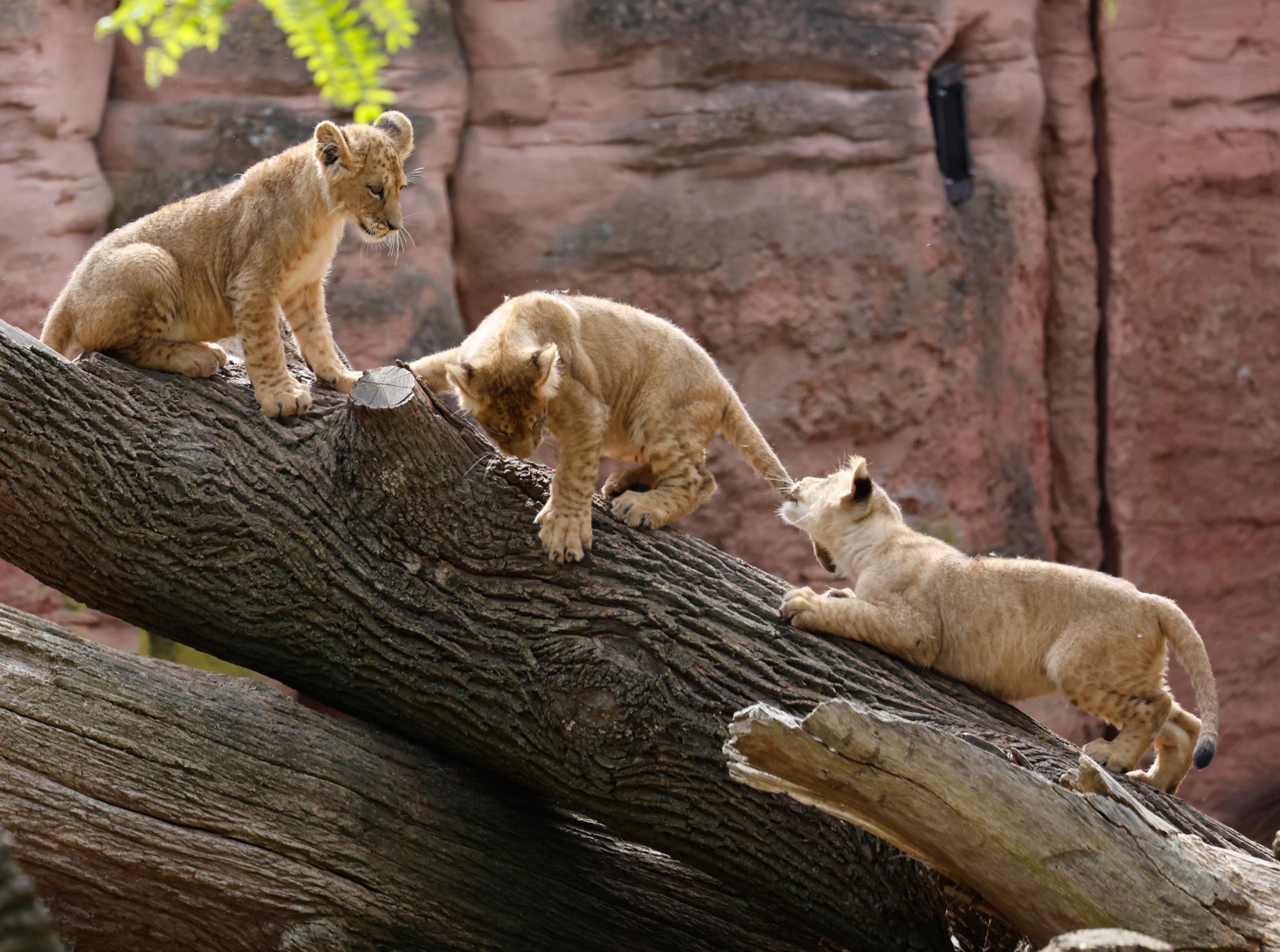 Drei Löwen-Jungtiere klettern durch ihr Zuhause