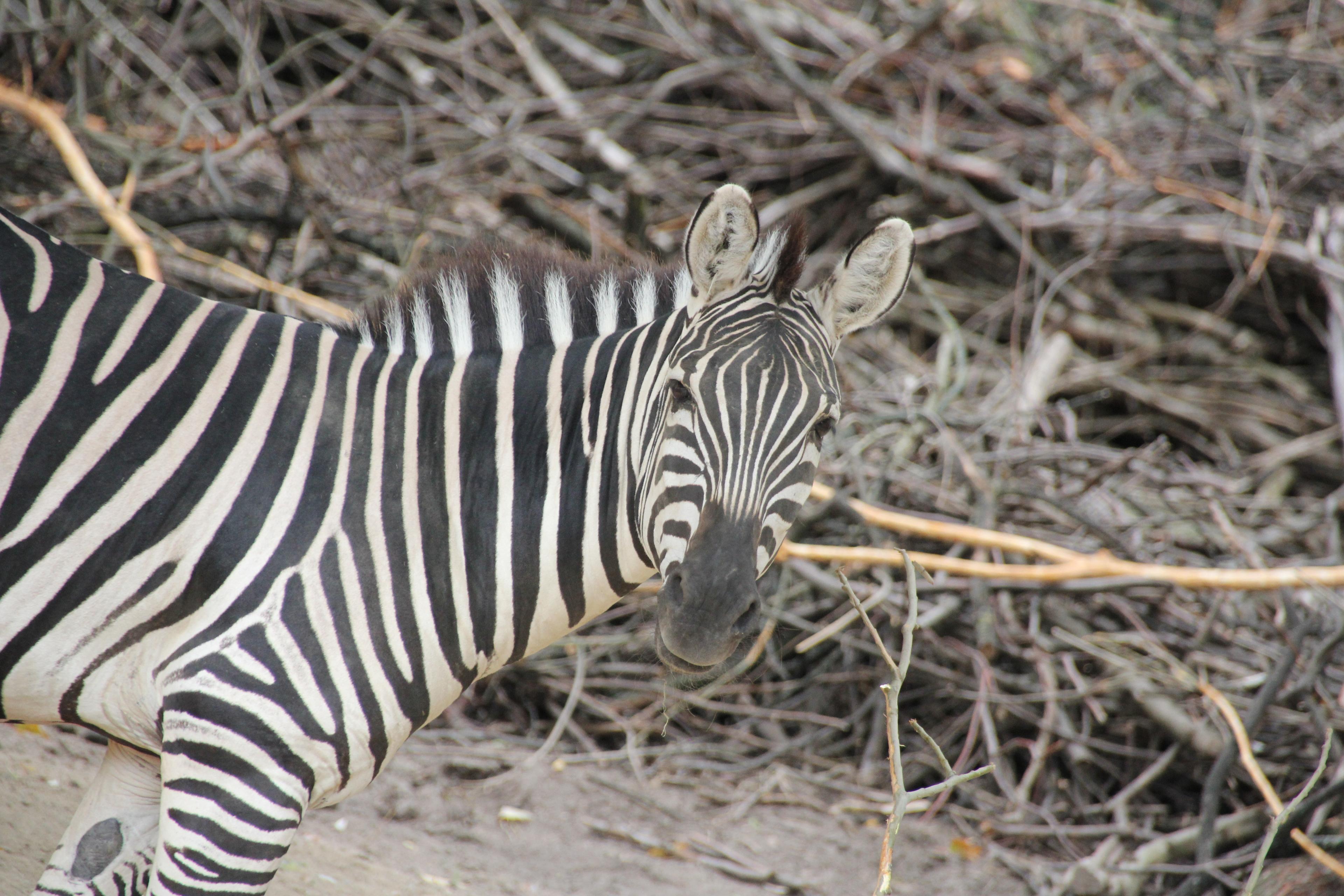 Zebra guckt seitlich frech in die Kamera