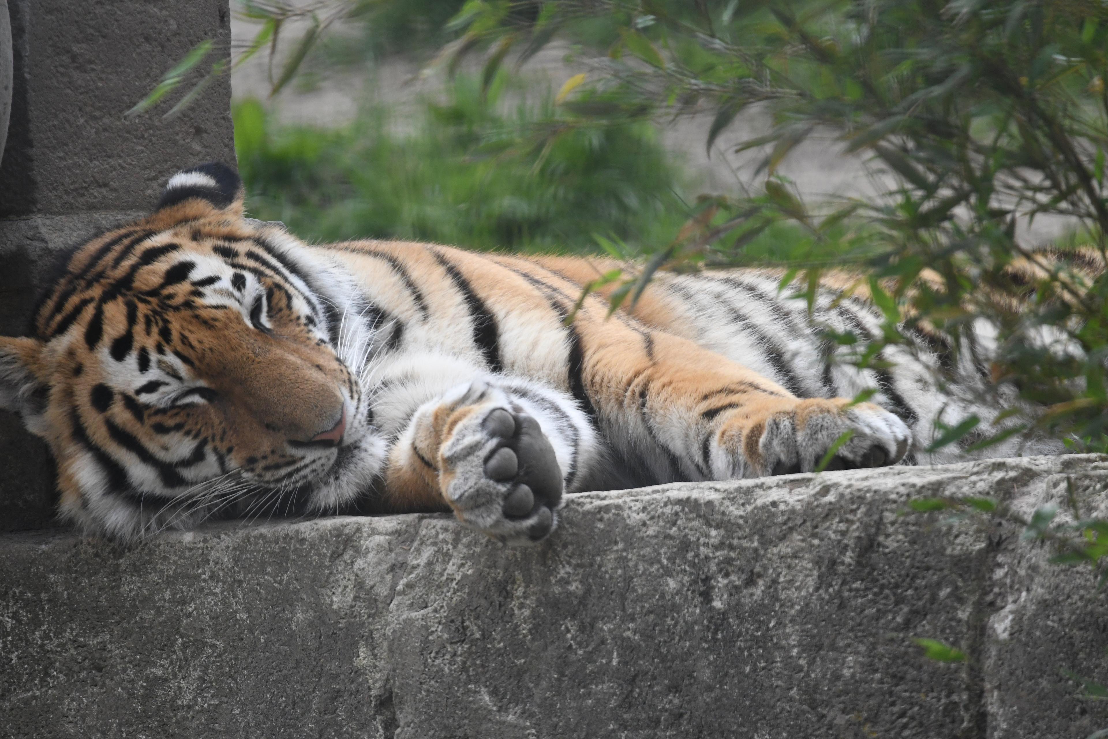 Tiger beim entspannen in der Themenwelt Dschungelpalast im Zoo Hannover