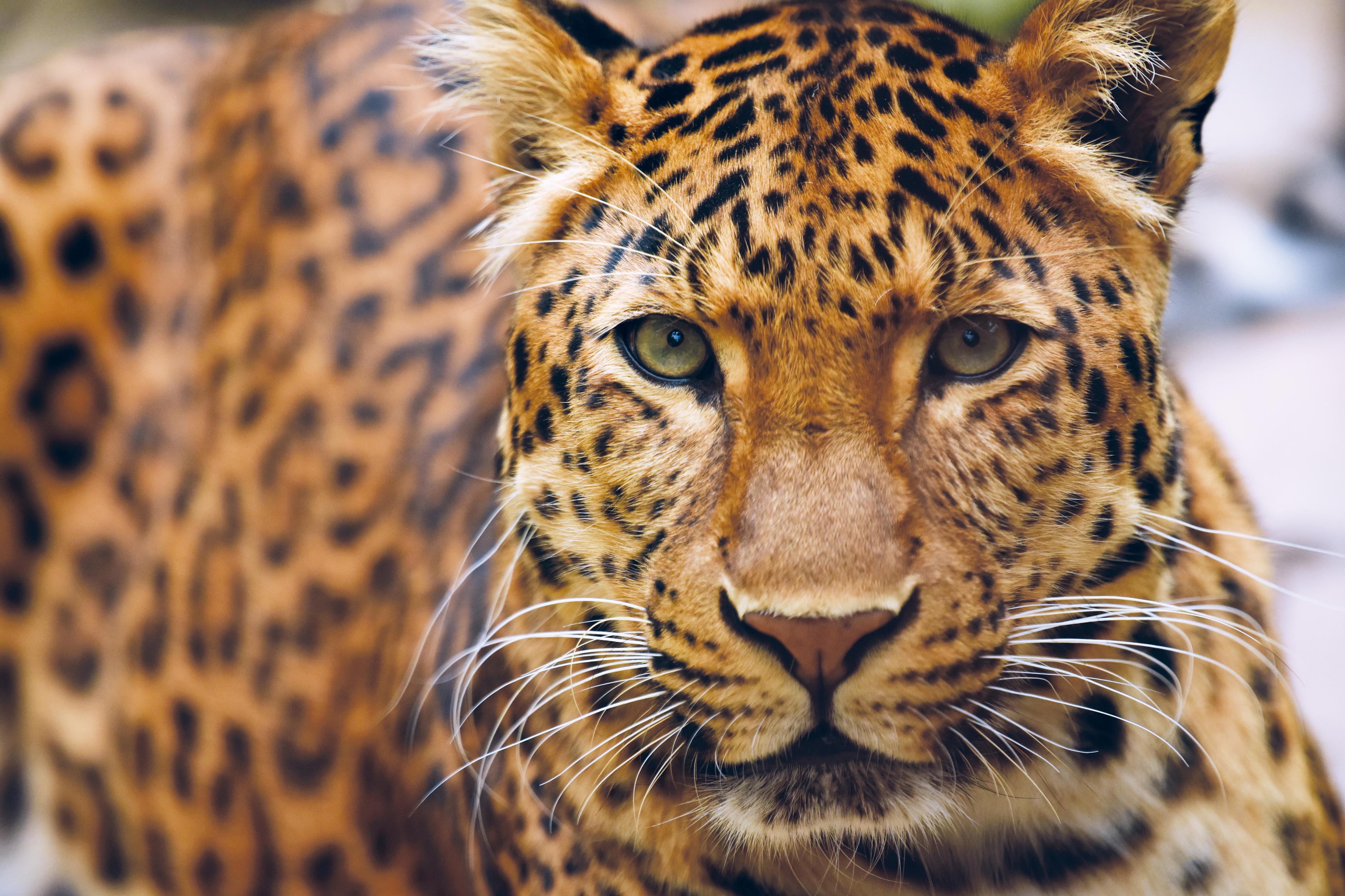 Leopard im Dschungelpalast