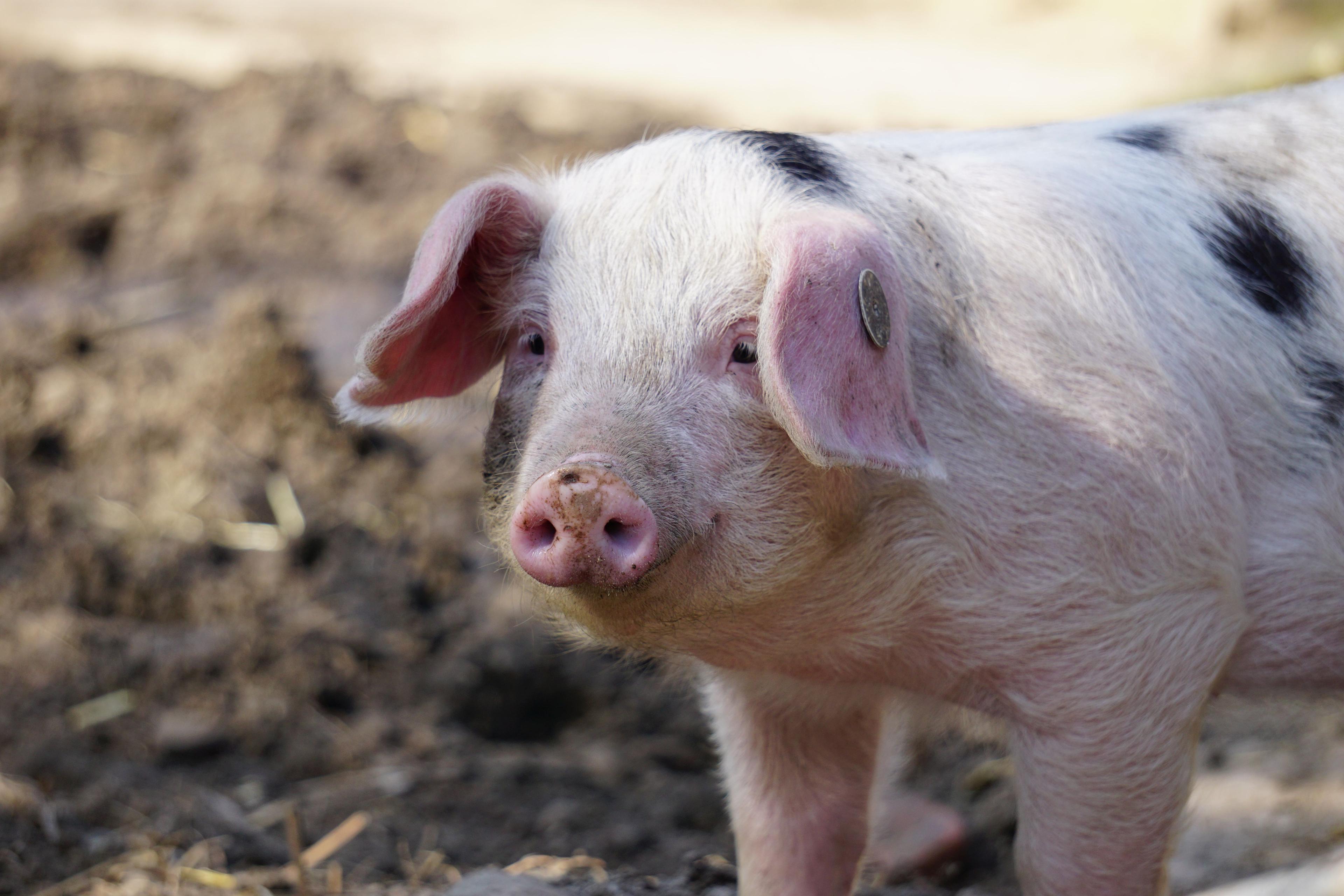 Haustier und/oder Nutztier? Schwein auf Meyers Hof