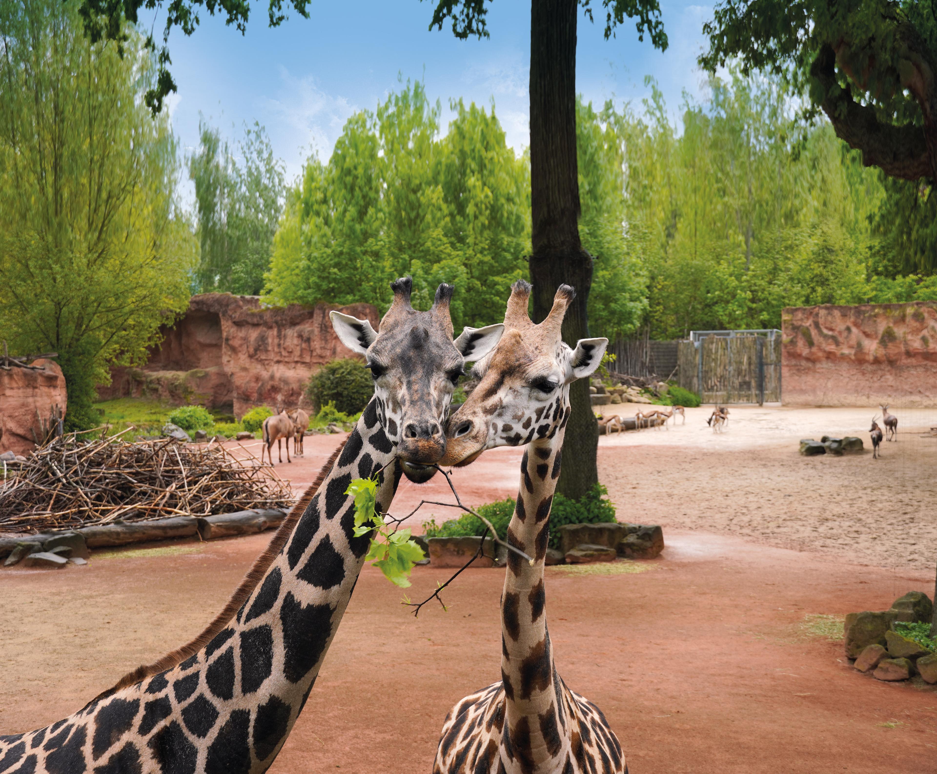 Unsere zwei Giraffen auf der großen Anlage am Sambesi, Kopf an Kopf