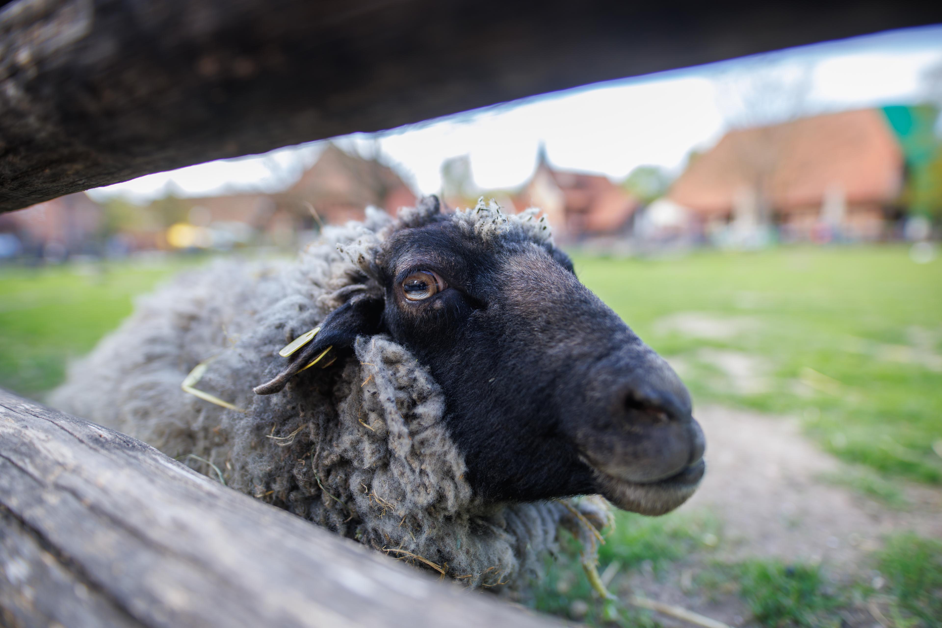 Seltene Art: Schaf auf Meyers Hof