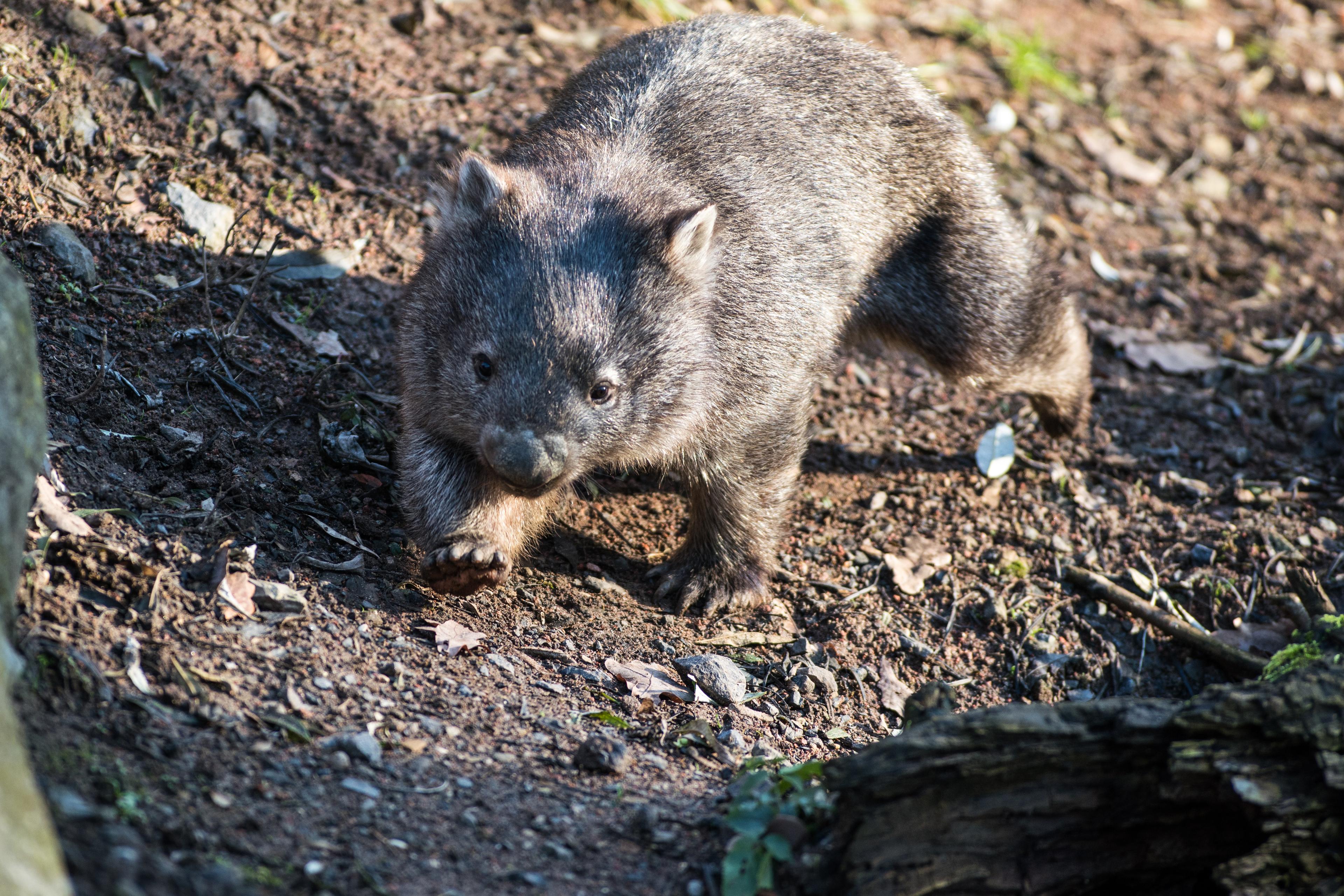 Wombat in der Themenwelt Outback im Erlebnis- Zoo Hannover