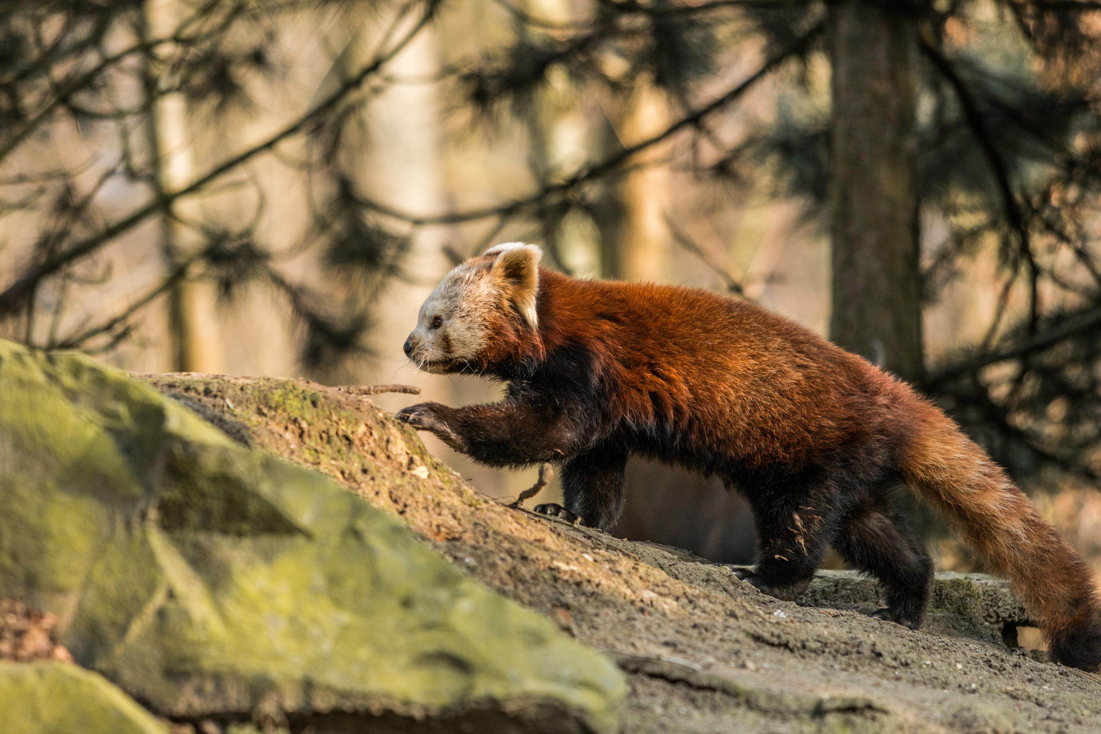 Kleiner Panda im Laufen auf steinigem Untergrund im Zoo Hannover