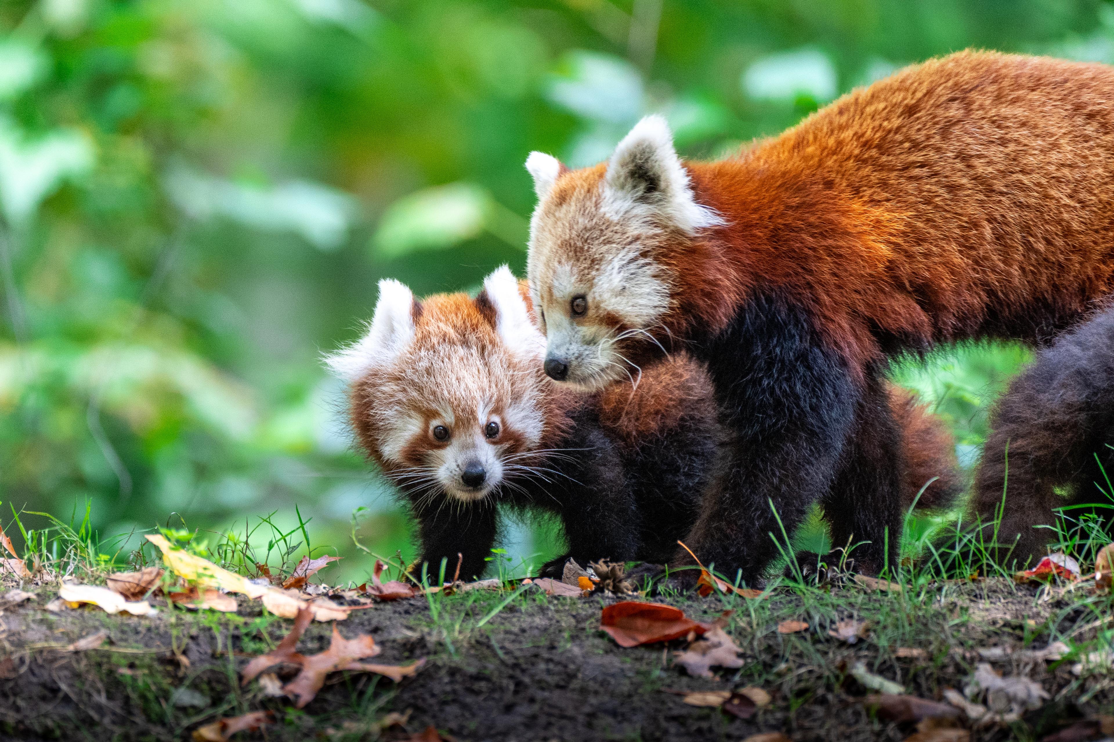 Rote Pandas klettern durch ihr Zuhause im Dschungelpalast