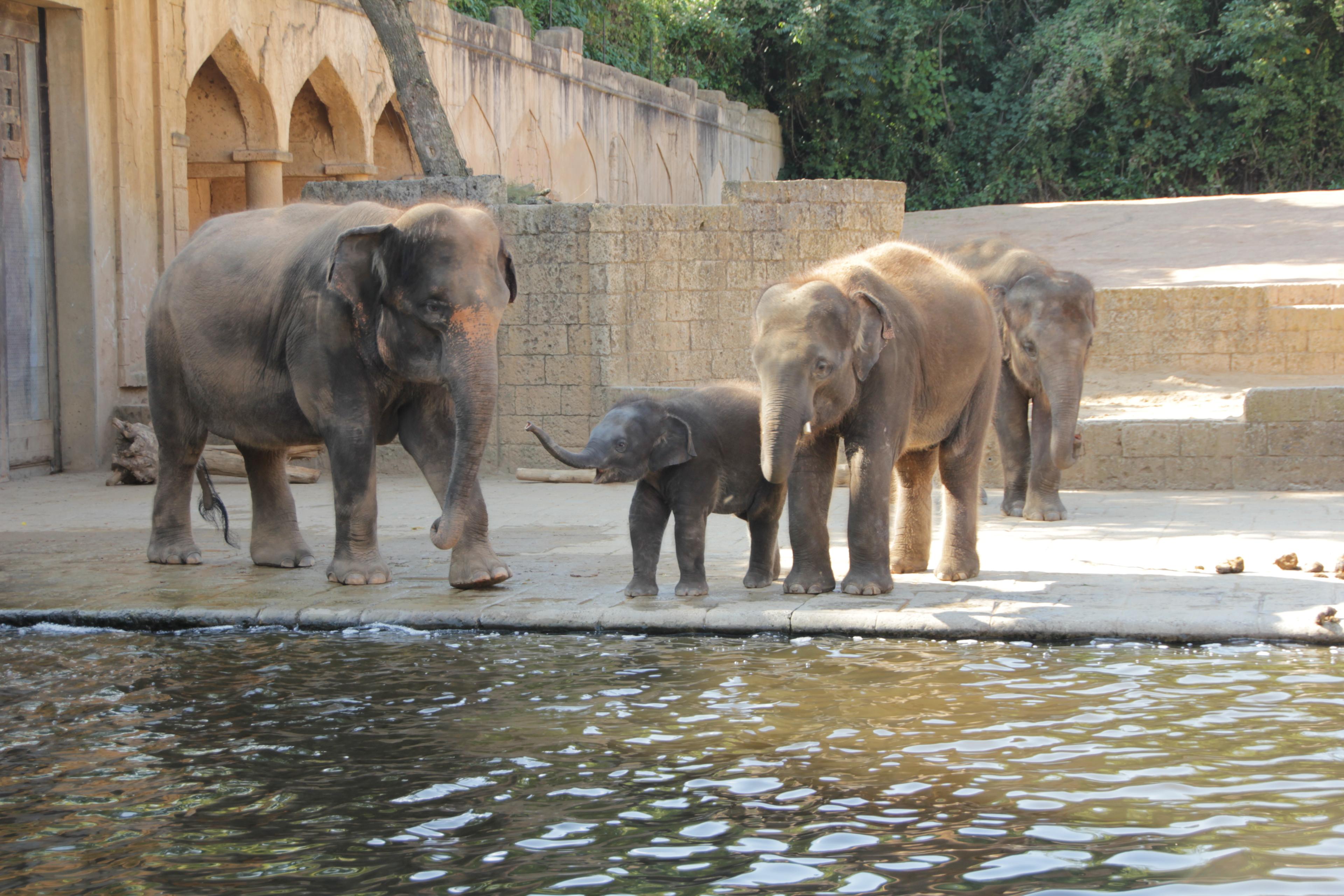 Elefanten im Sommer an der Wasserstelle im Zoo Hannover