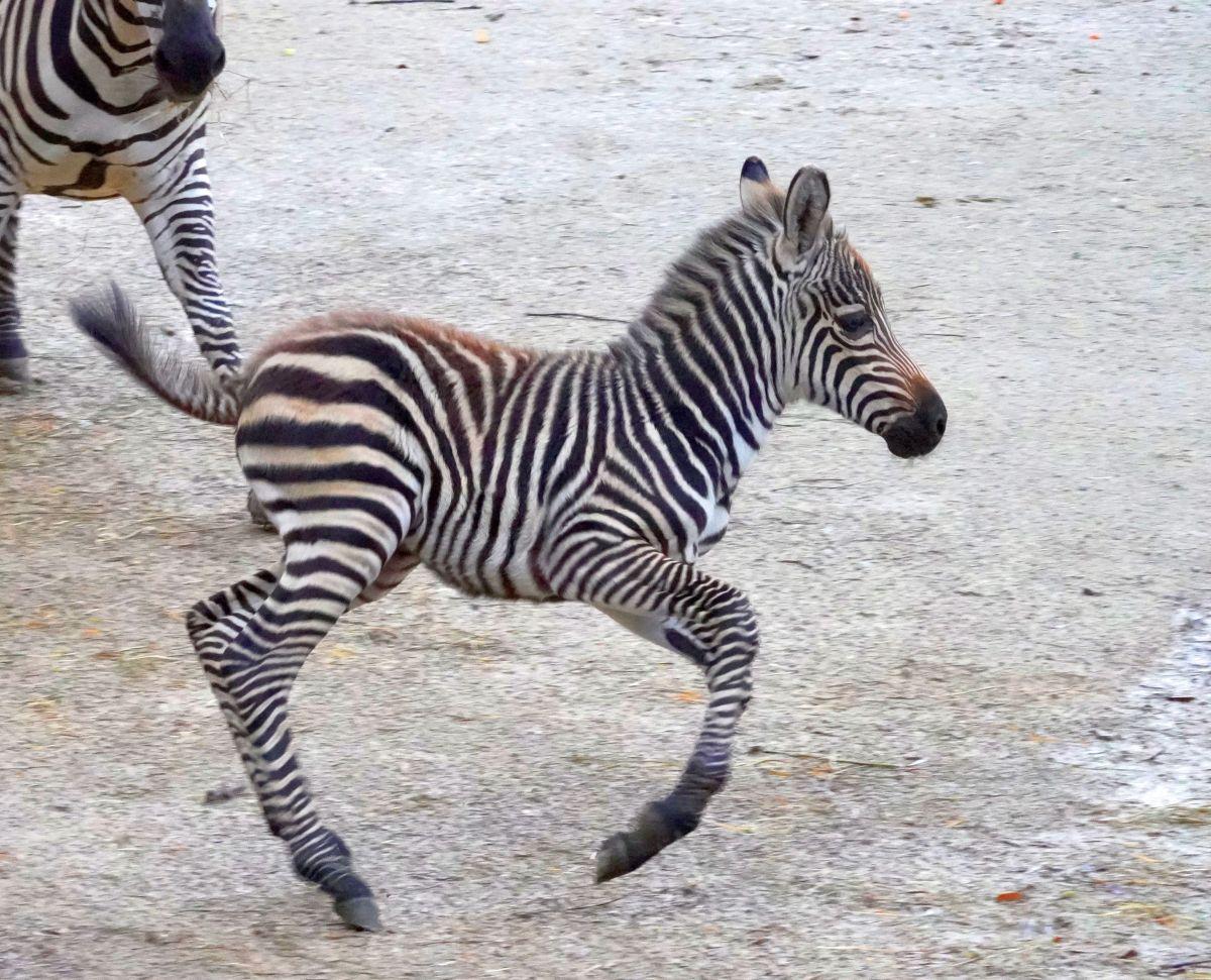 Zebra Nachwuchs