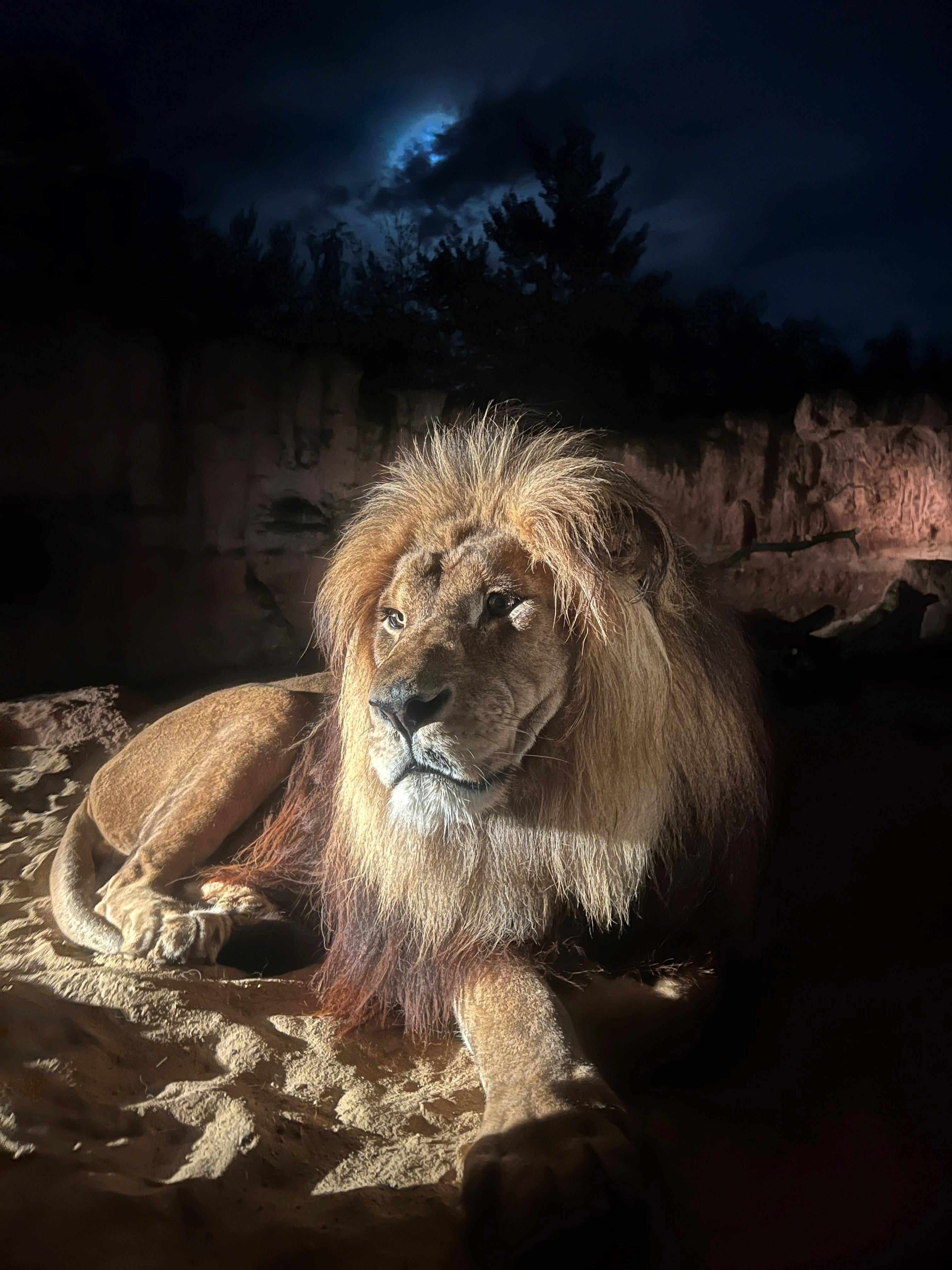 Löwe im nächtlichen Erlebnis-Zoo