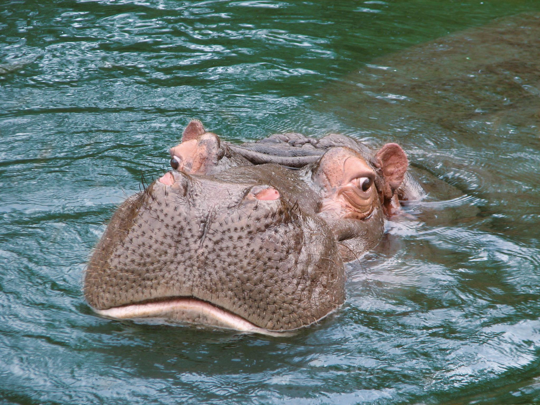 Flusspferdkopf ragt aus dem Wasser im Zoo Hannover