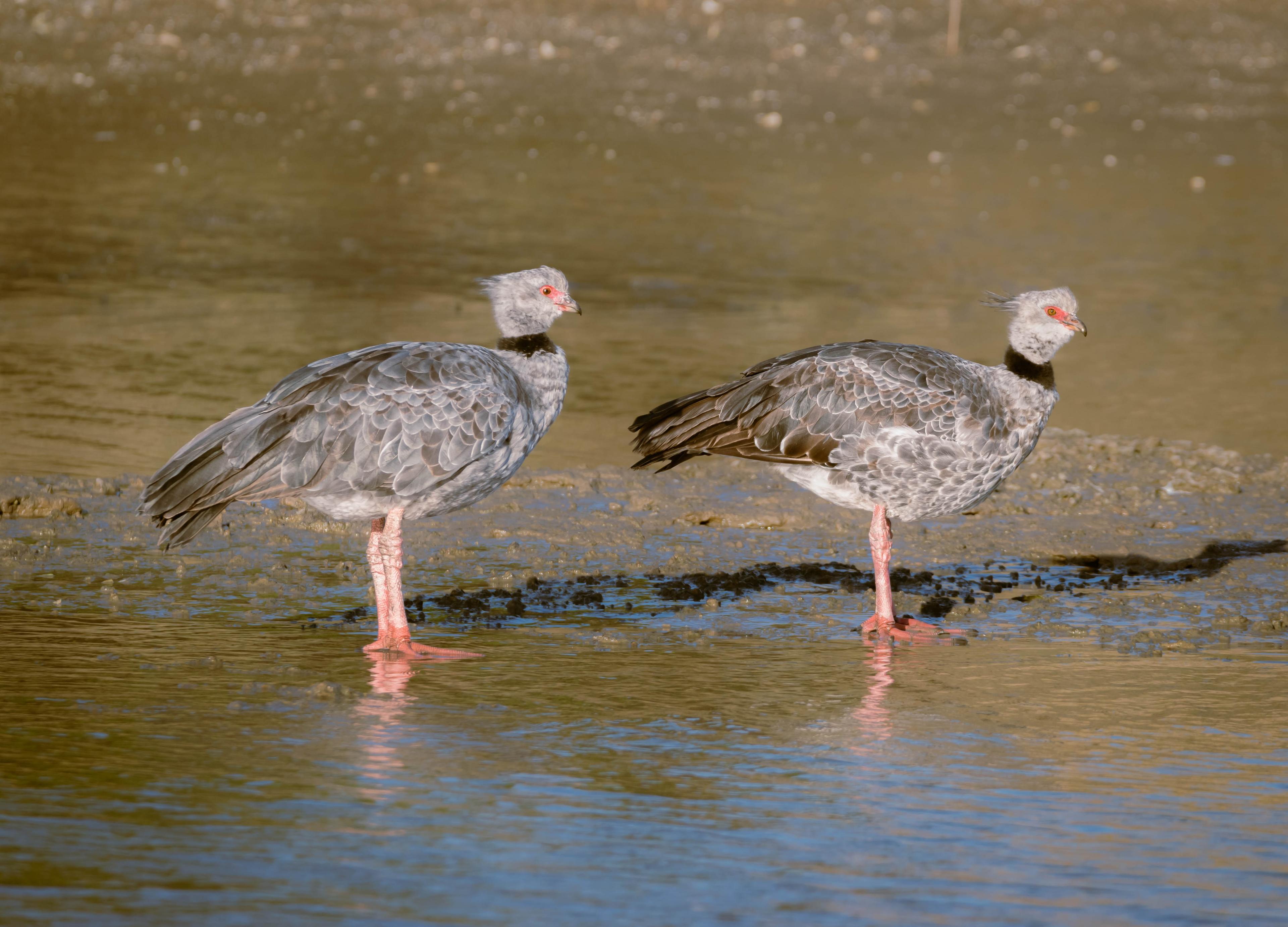 zwei Halsband-Wehrvögel stehen im Wasser