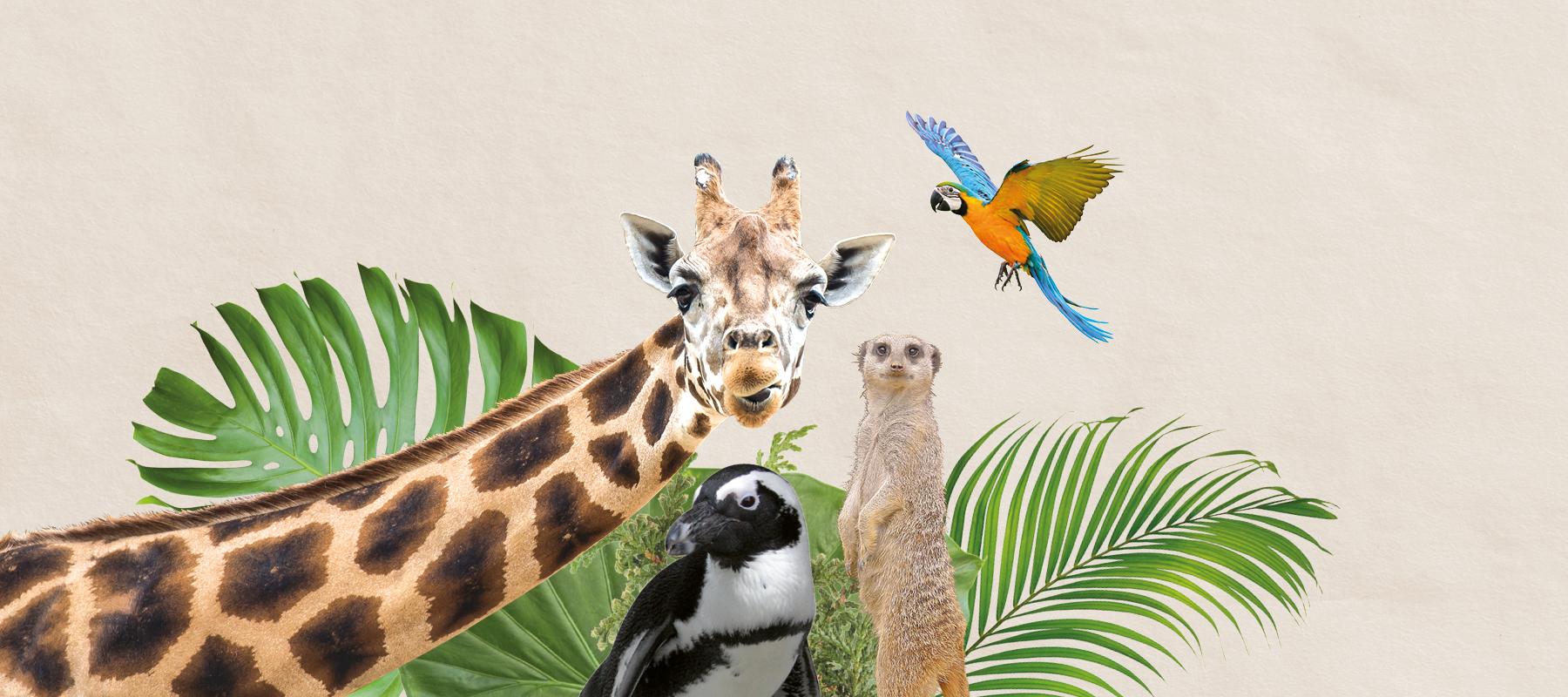Illustration: Zoo-Tiere