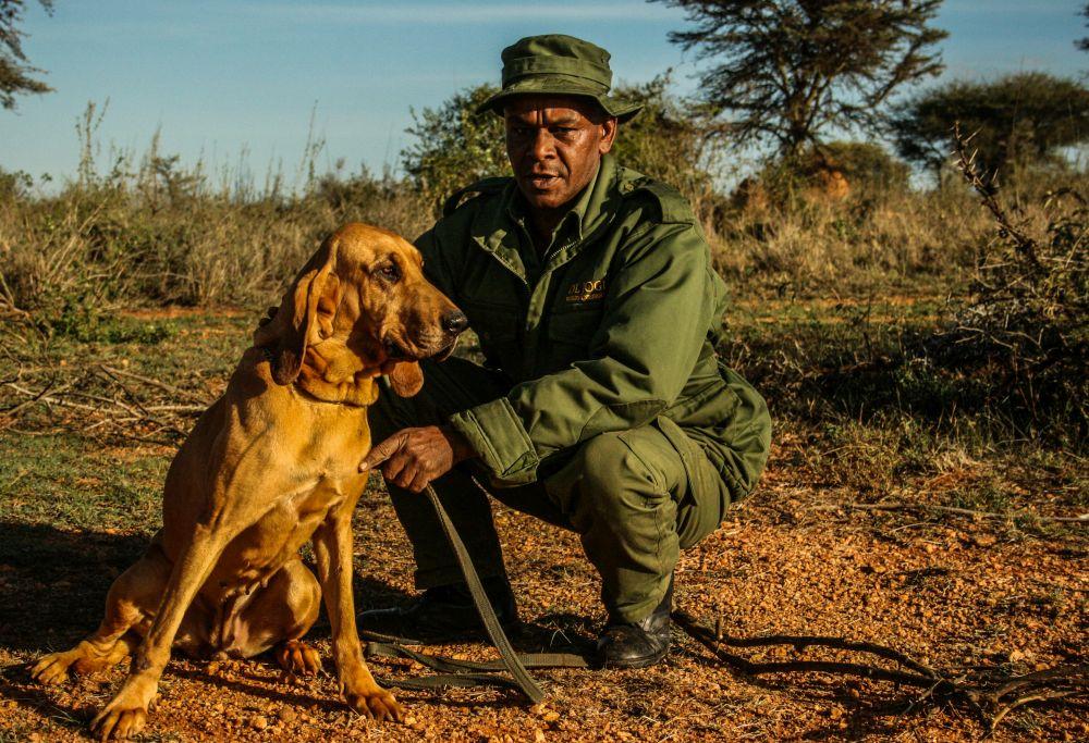 Mit der Unterstützung von Hunden gegen Nashorn-Wilderer - Foto: Save the Rhino
