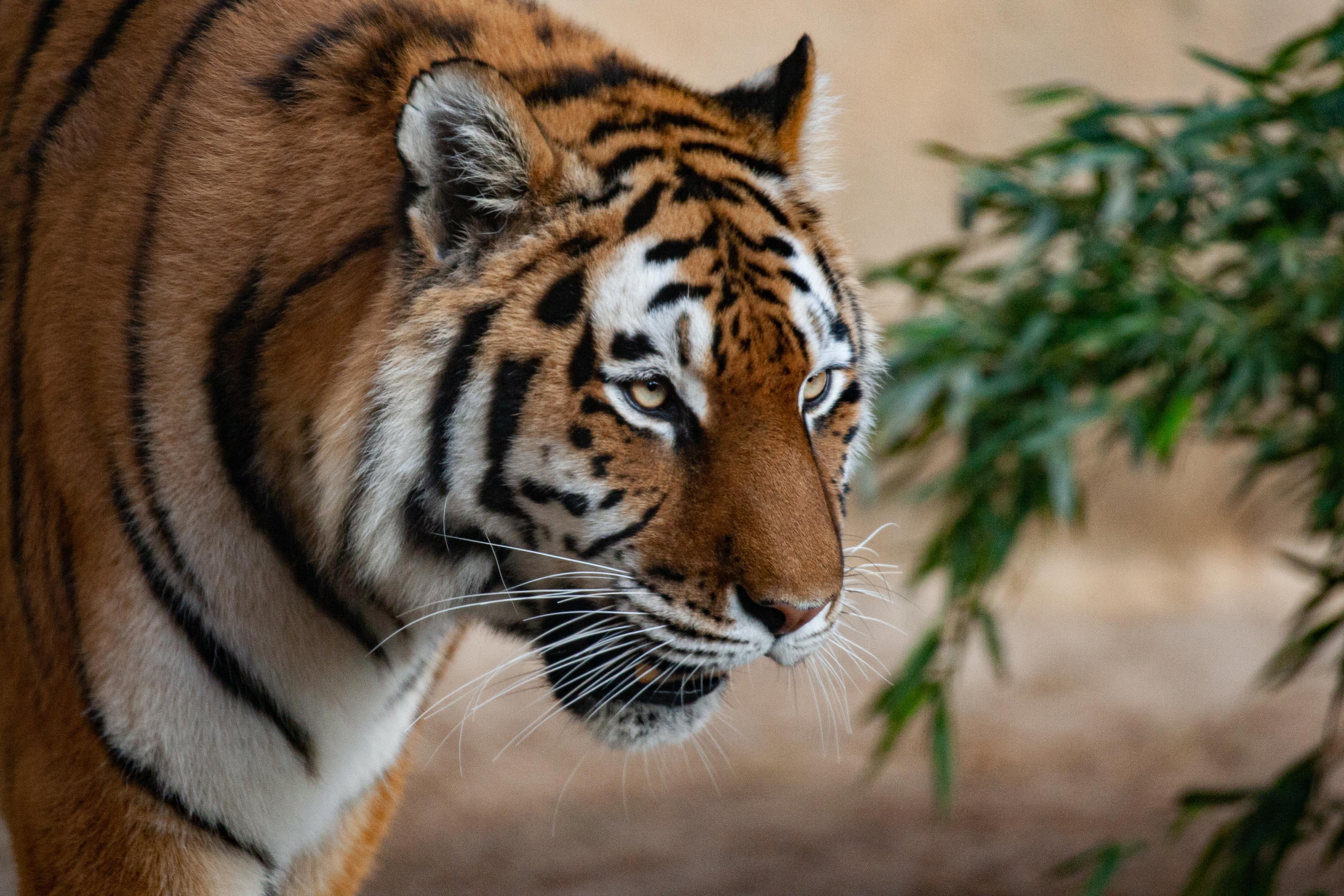 Auf Spenden angewiesen: Der Sibirische Tiger, stark bedroht