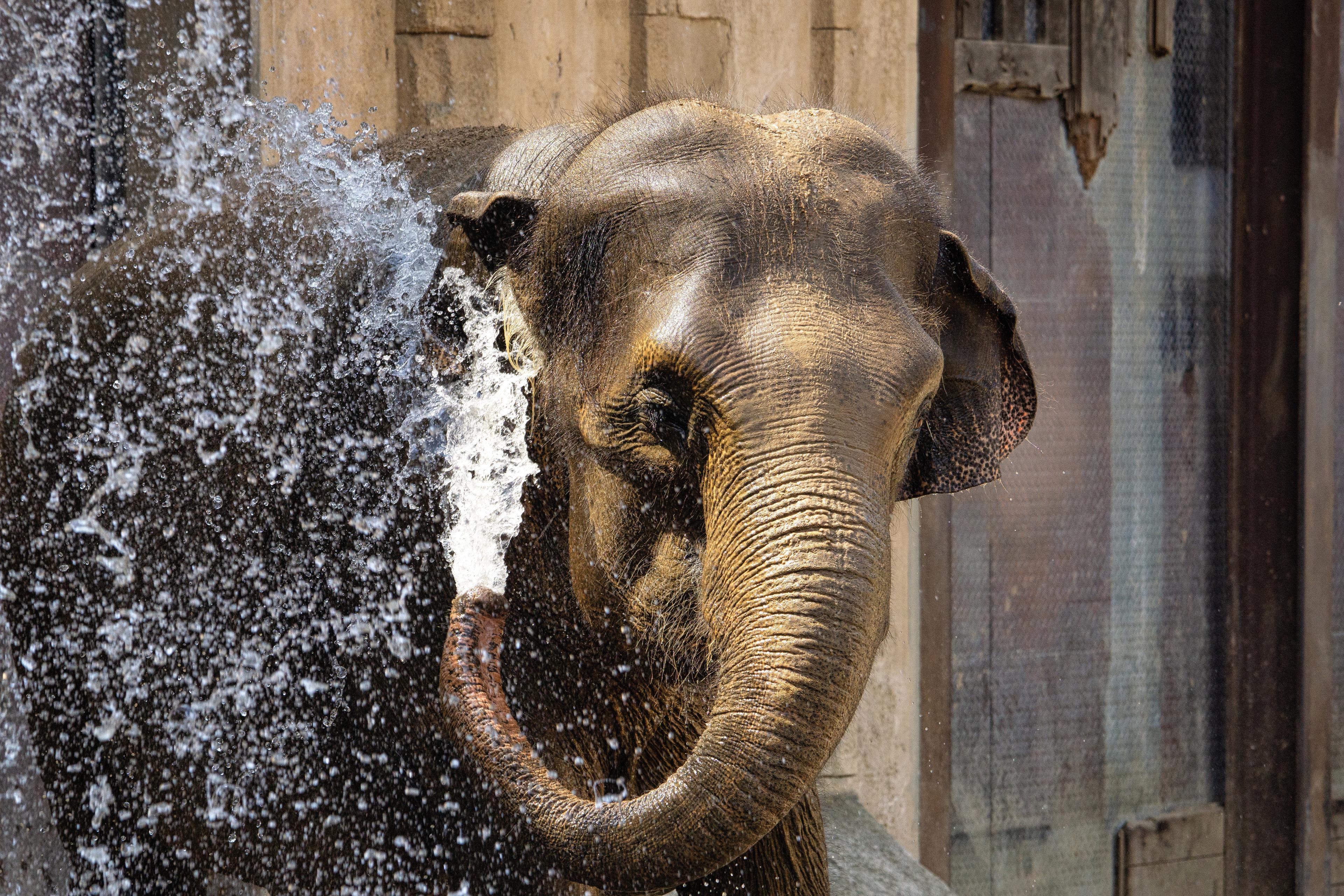 Elefant erfrischt sich selbst mit kühlem Wasser über den Rüssel
