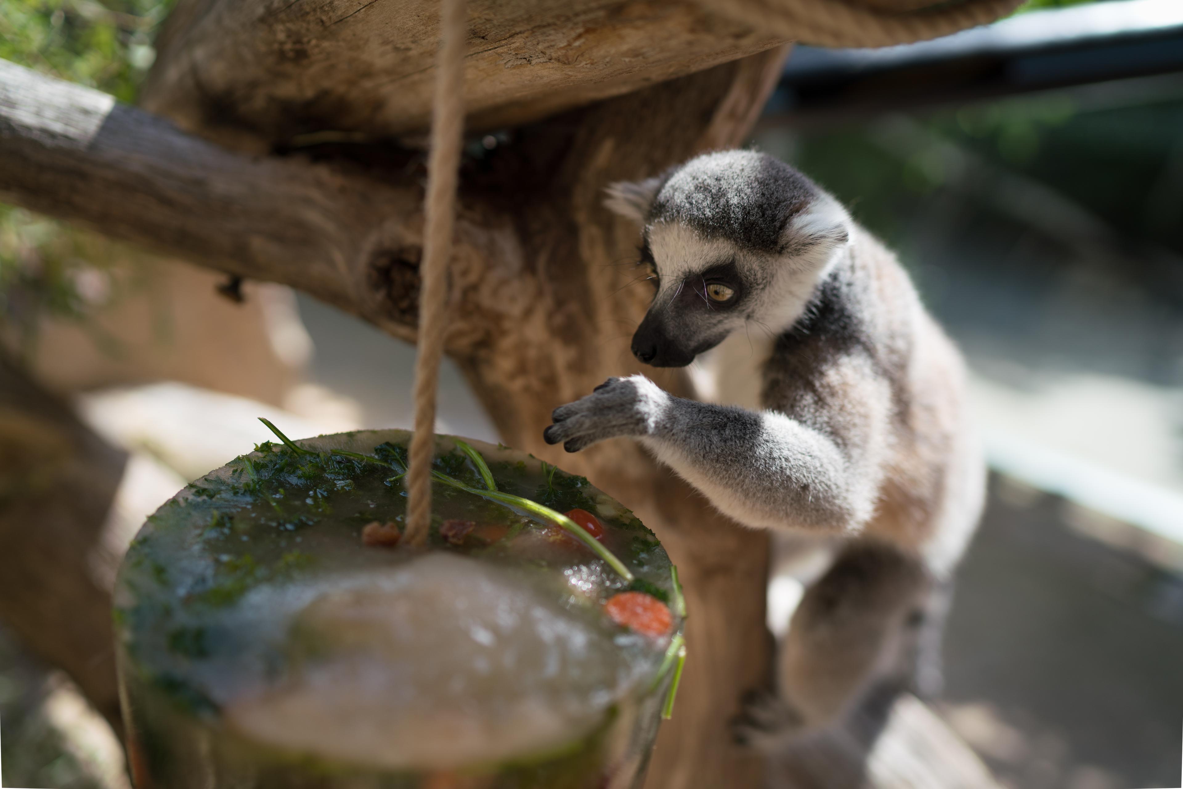 Katta probiert sich an der erfrischenden Eisbombe im Sommer im Zoo Hannover