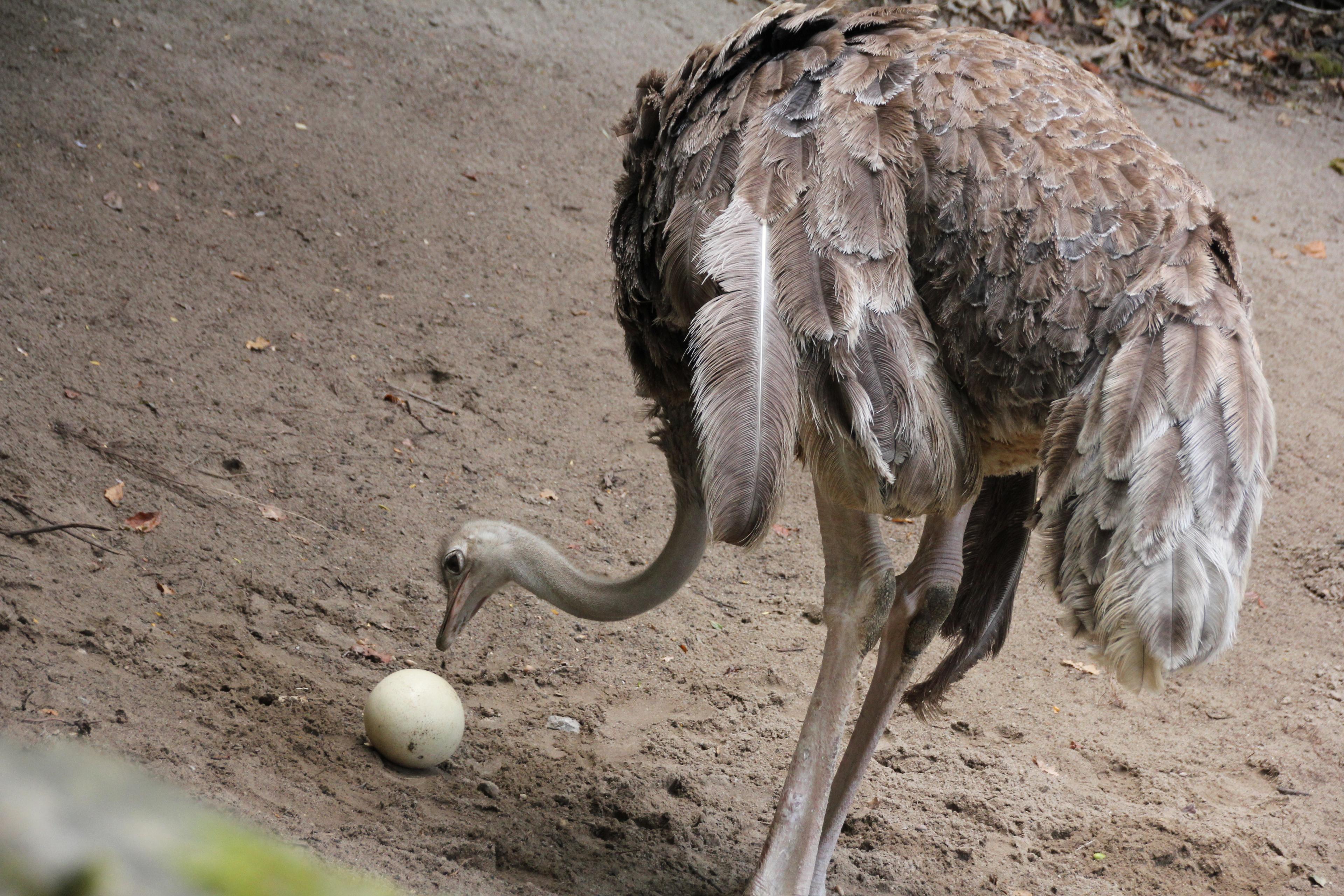 Straußen Henne begutachtet ihr Ei im Zoo Hannover