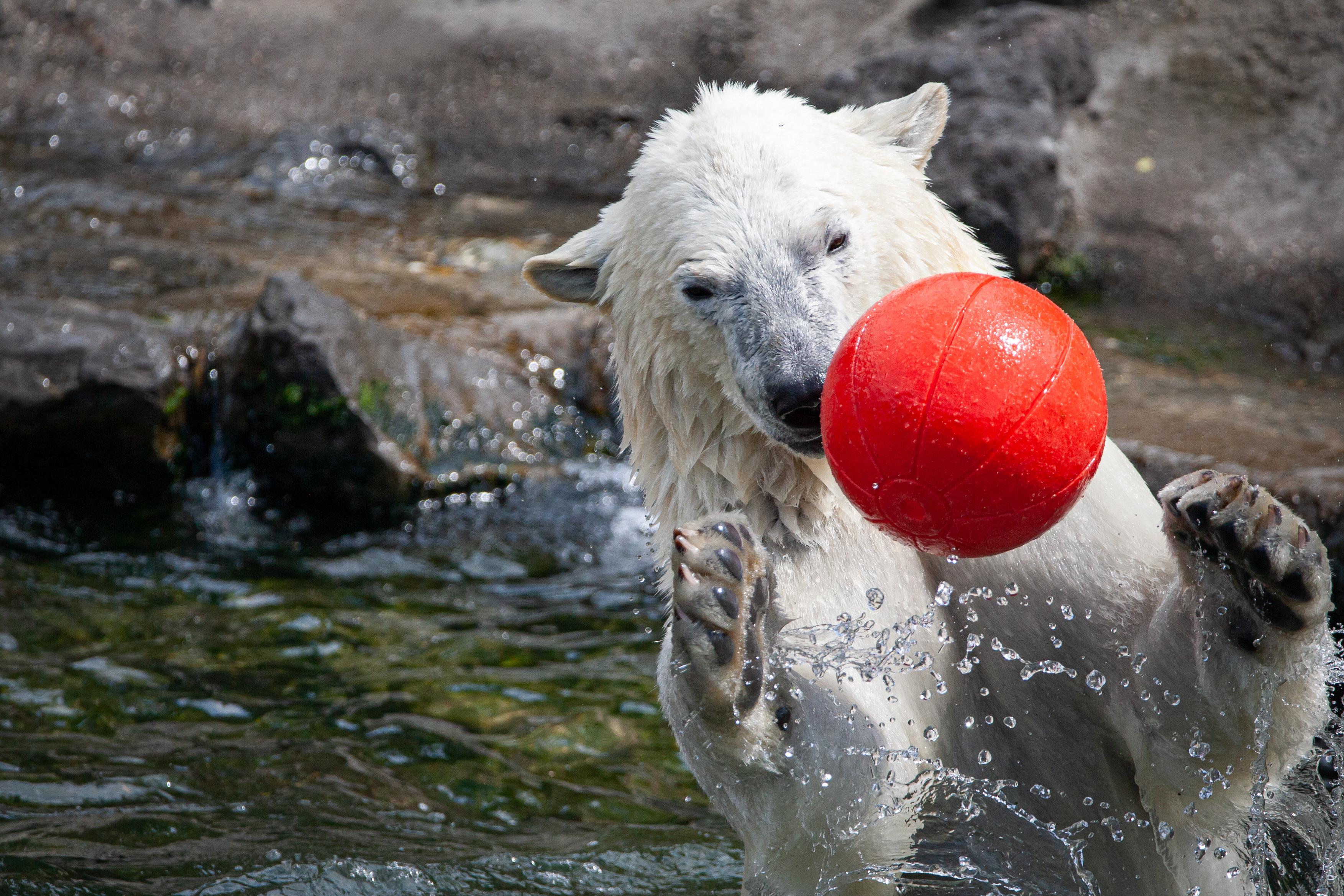 Das Europäische Erhaltungszuchtprogramm (EEP) sucht nach einem neuen Zoo für Eisbärin Nana
