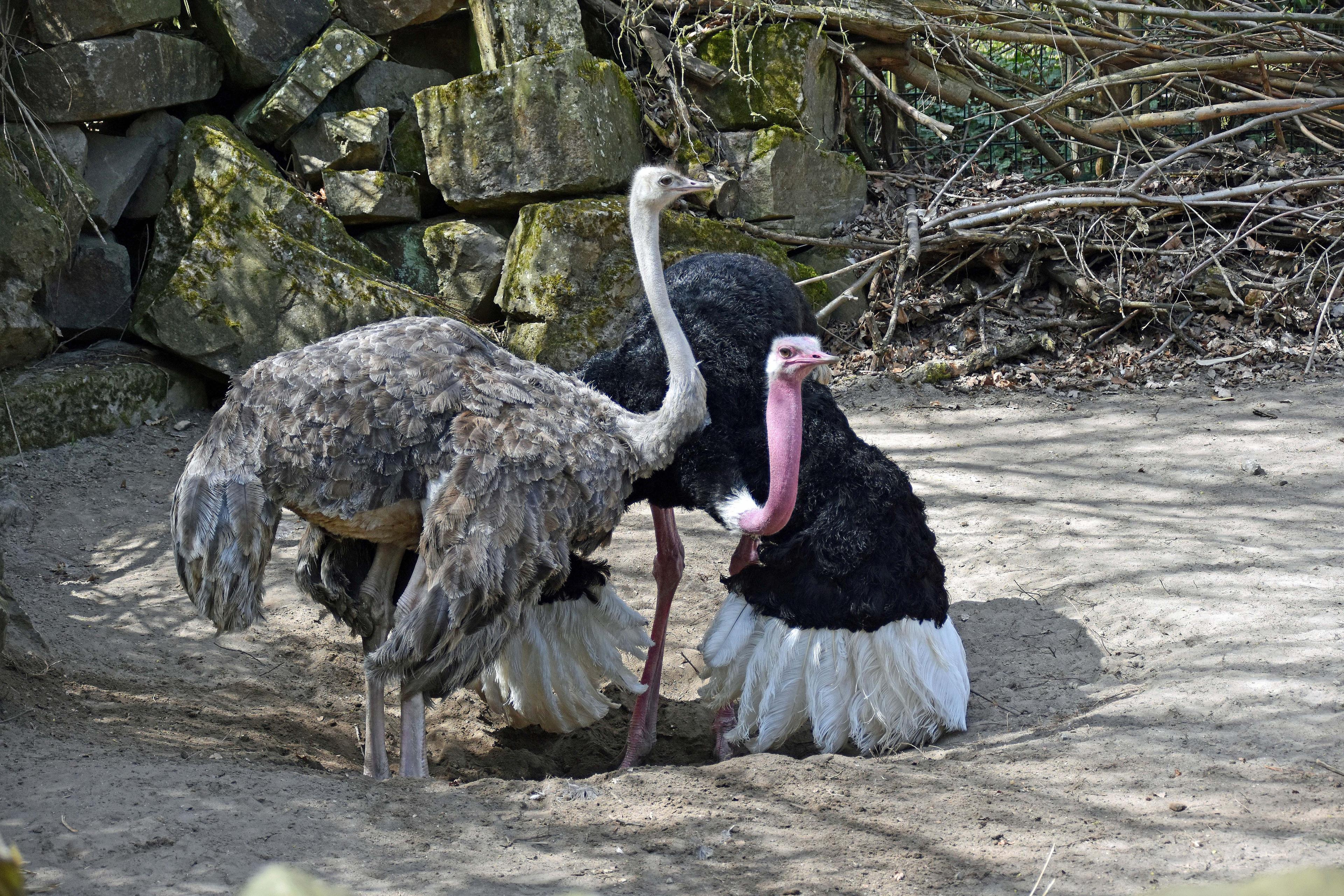 Straußen Paar im Zoo Hannover