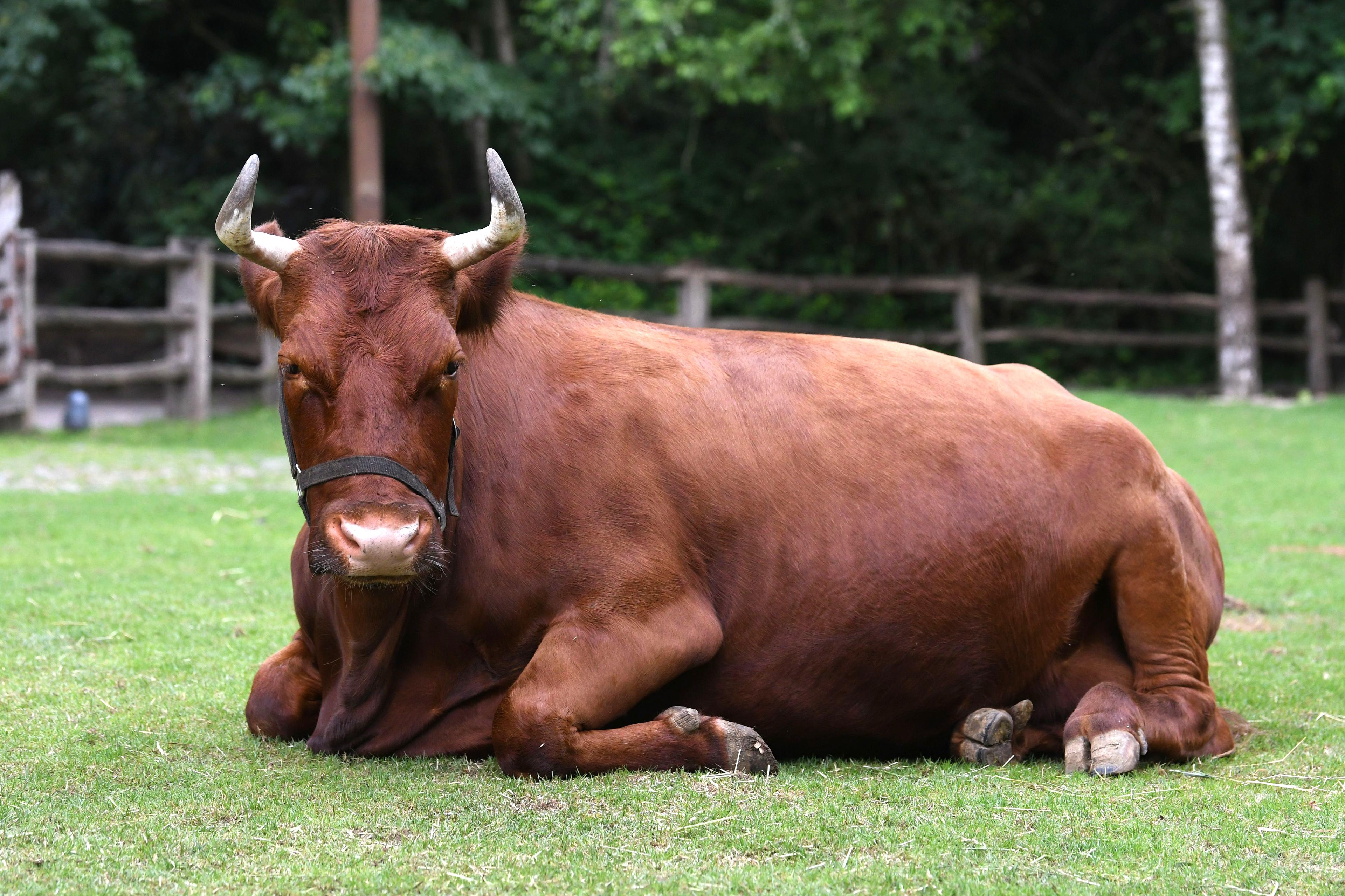 Kuh liegend auf der Weide im Zoo Hannover