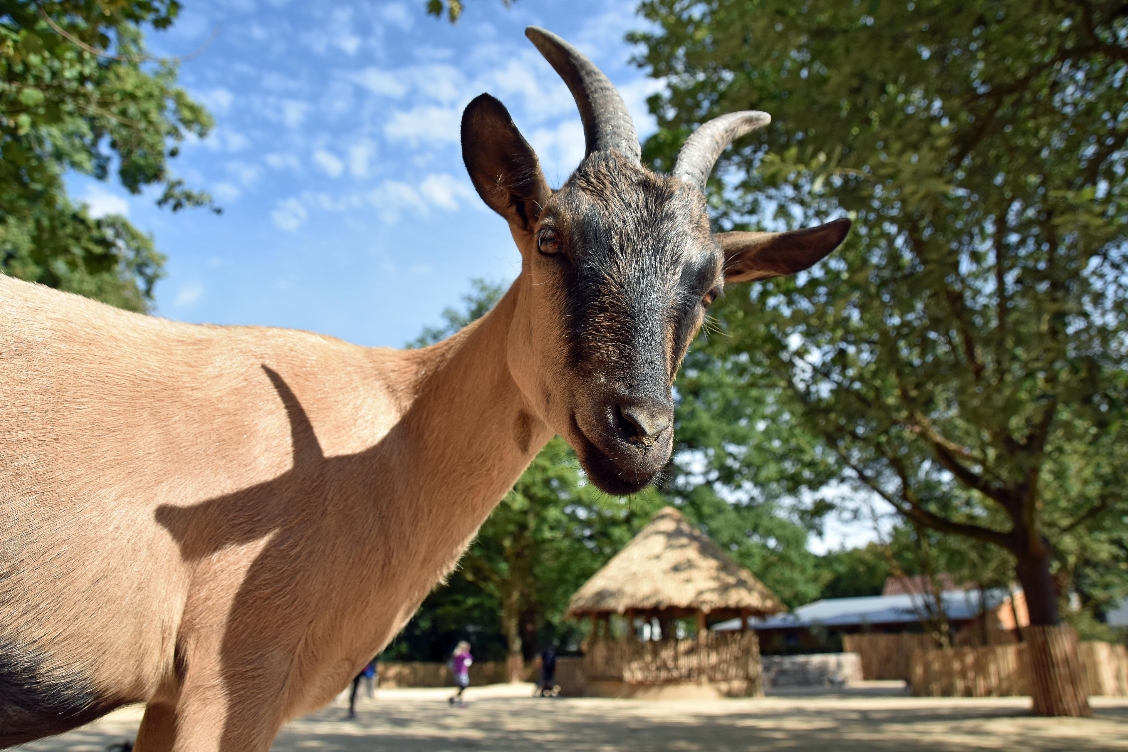 Im Sambesi-Kraal (Streichelwiese) begegnen Sie Ziegen und Schafen