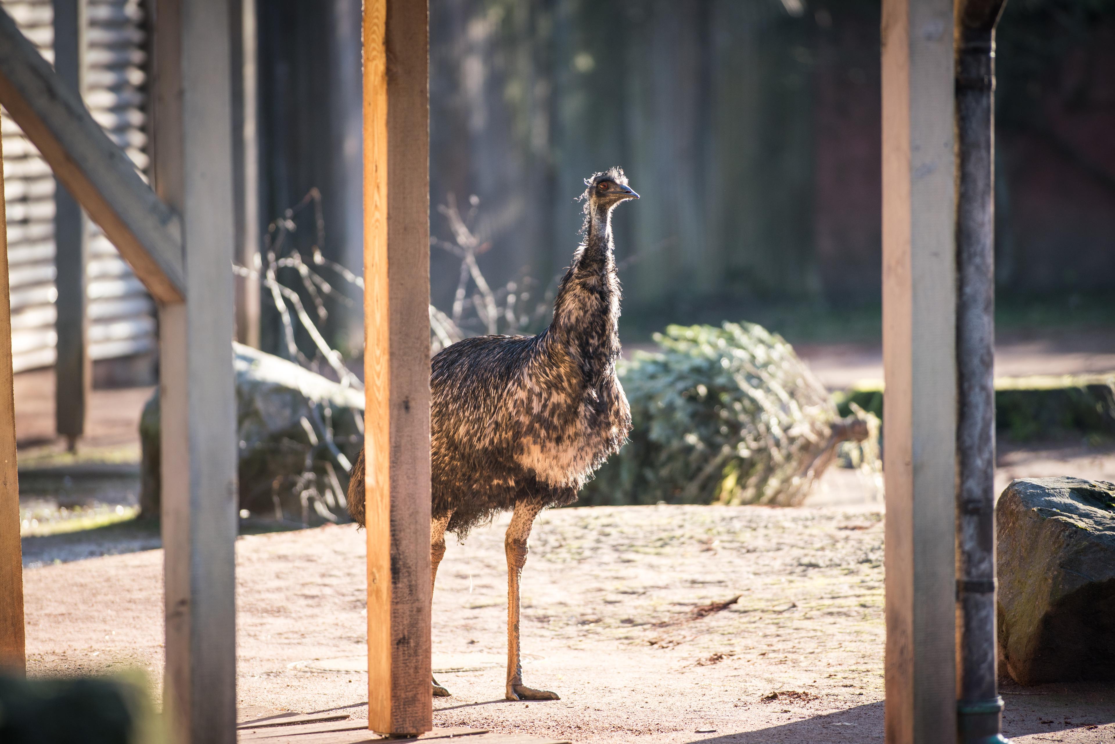 Emu im australischen Outback