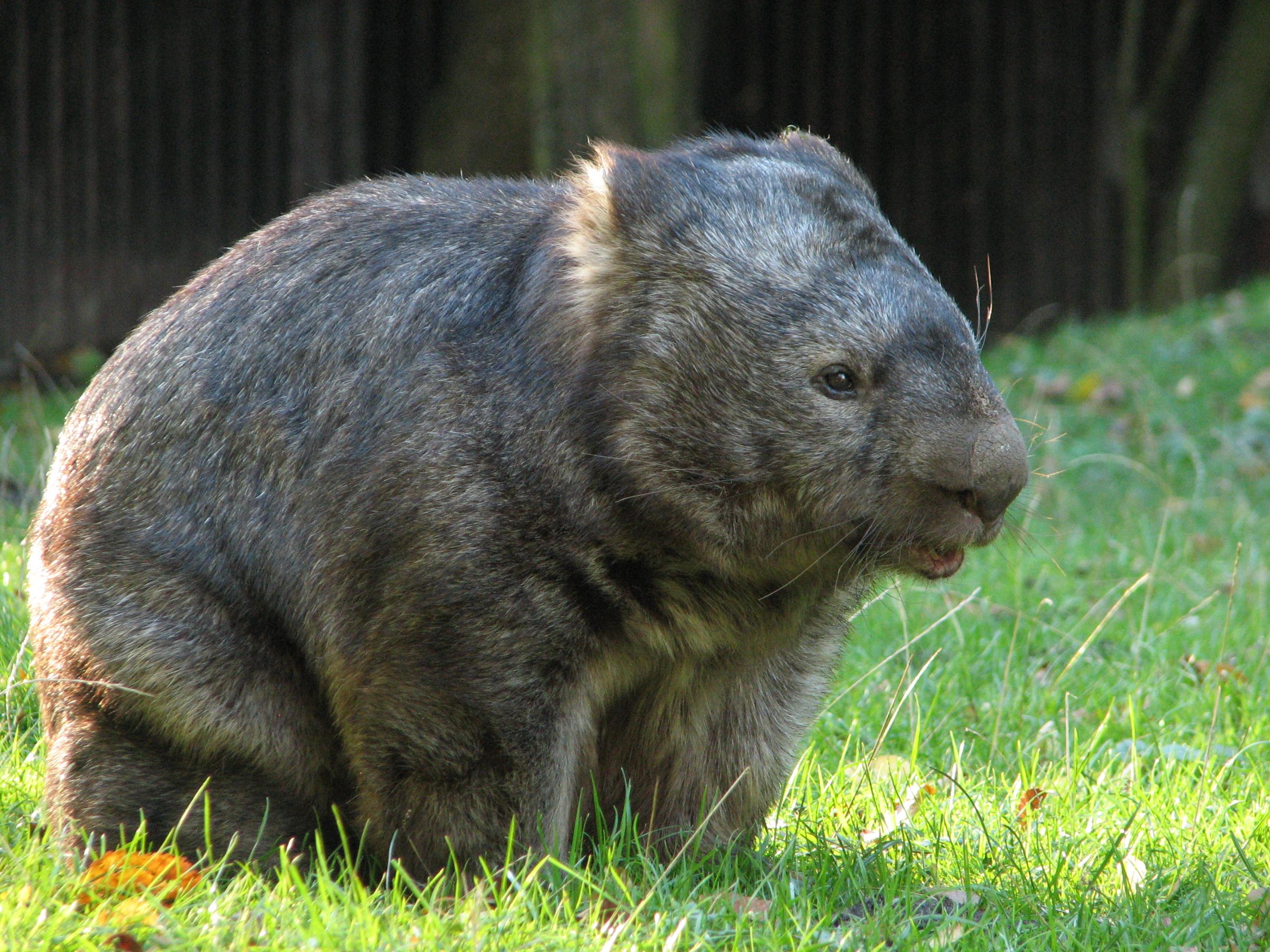 Wombat auf der Wiese im Zoo Hannover