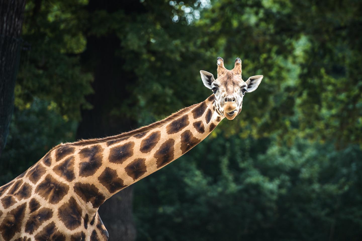 Giraffe in der Themenwelt Sambesi