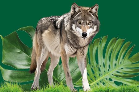 Keystone Species Wolf