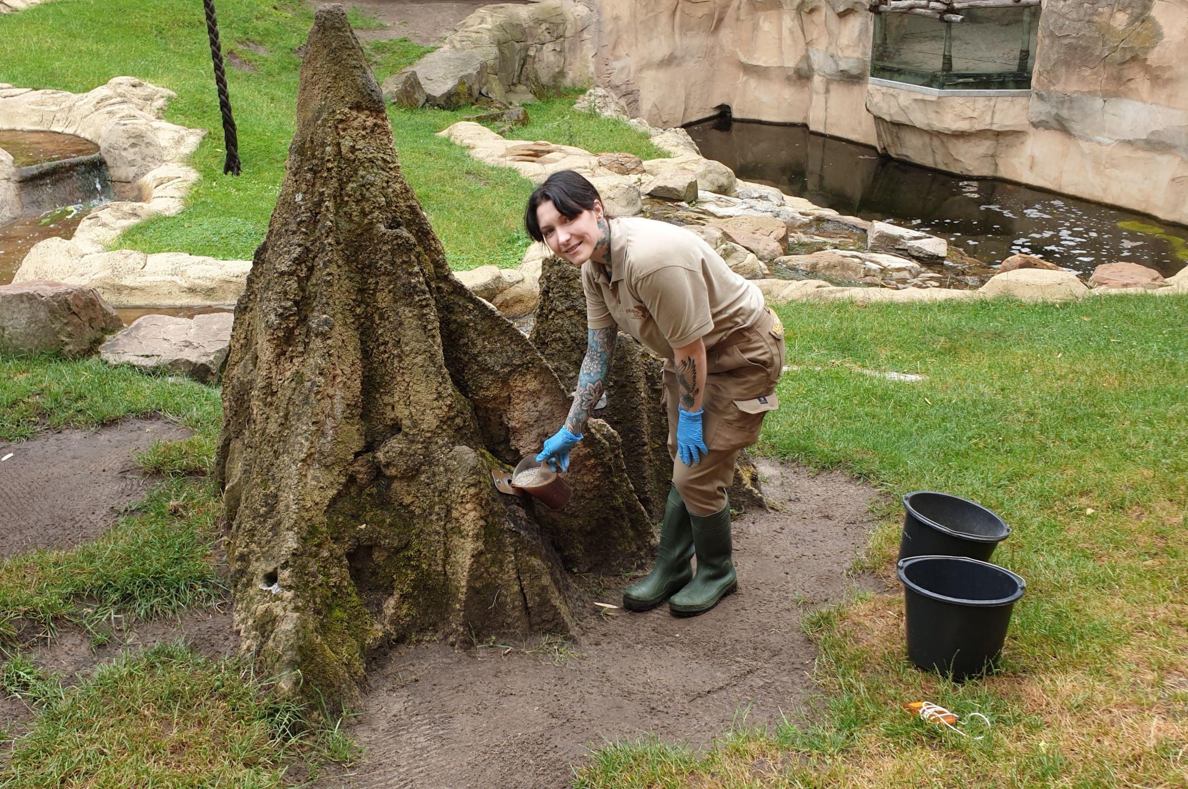 Tierpflegerin bestückt den Termitenhügel auf der Gorillaanlage 