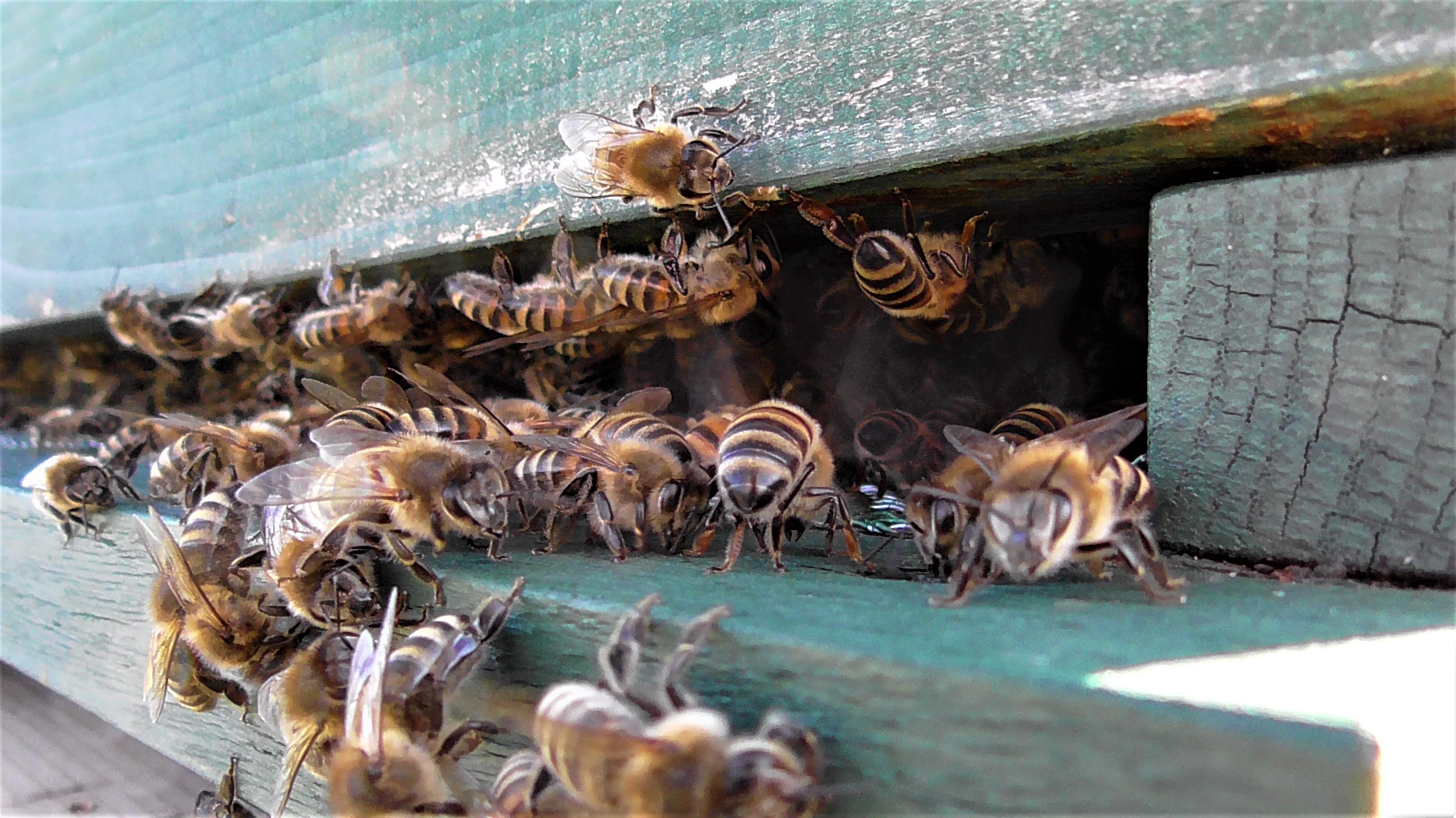Honigbienen an der Wabe 