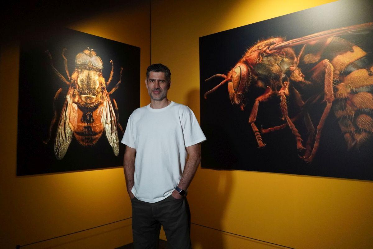 Künstler Levon Biss neben seinen Fotografien einer Hornisse und einer Schwebfliege.