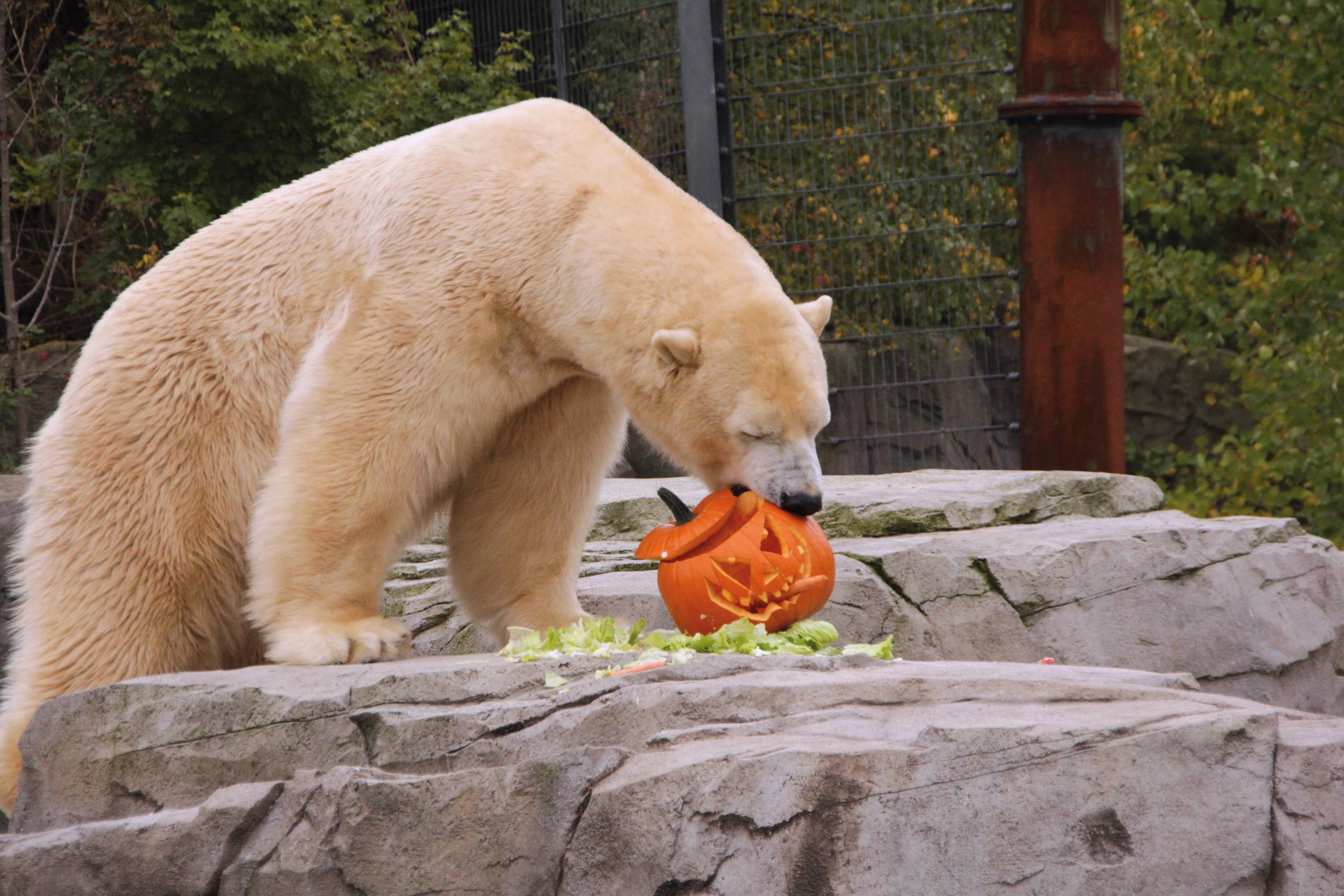 Eisbär isst Halloween-Kürbis