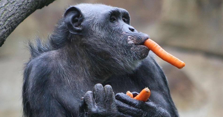 Gorilla mit Futtermöhre: Ihre Spende hilft
