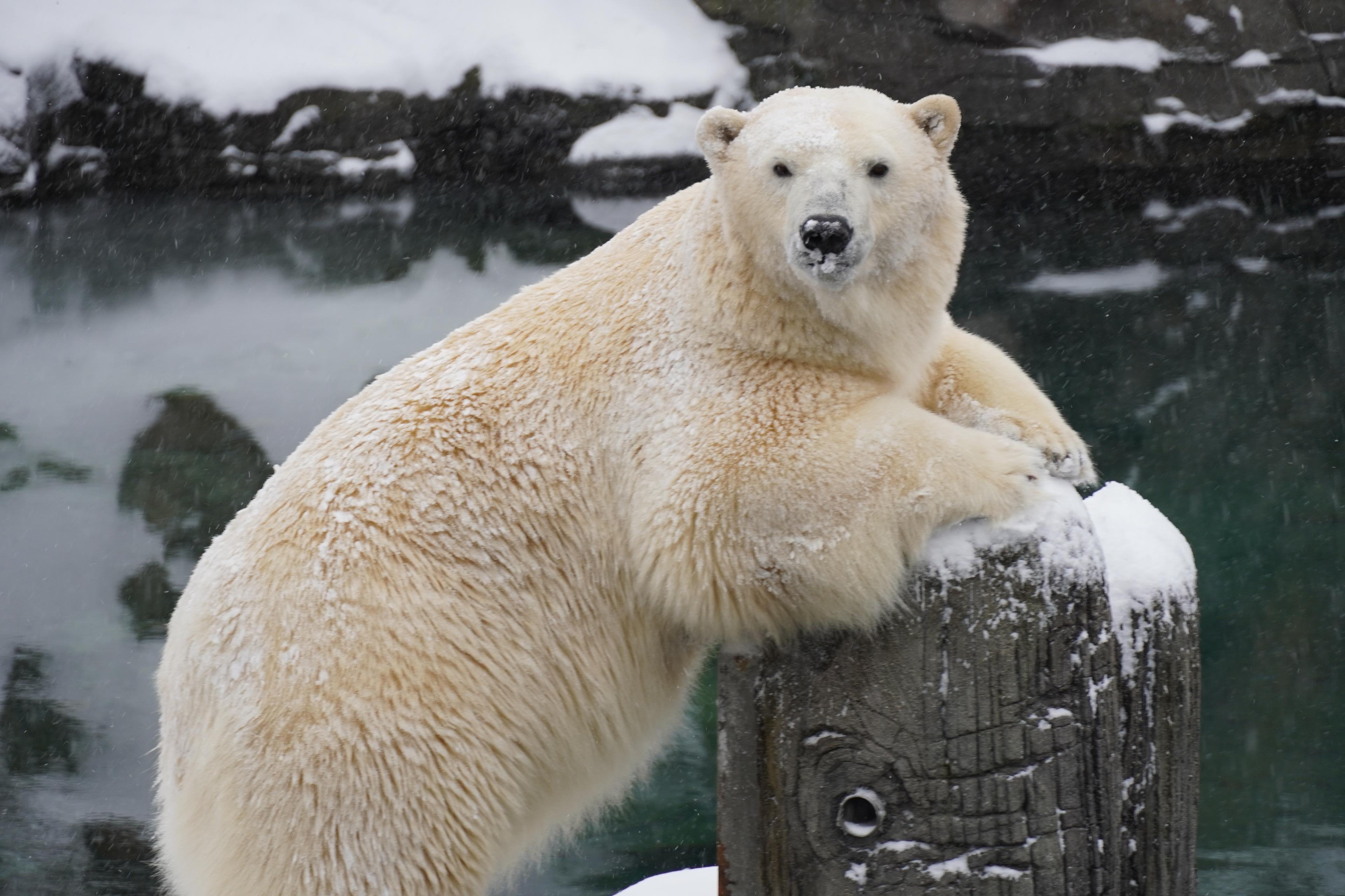 Eisbär im Schnee: Ganz in seinem Element - Themenwelt Yukon Bay im Erlebnis-Zoo Hannover